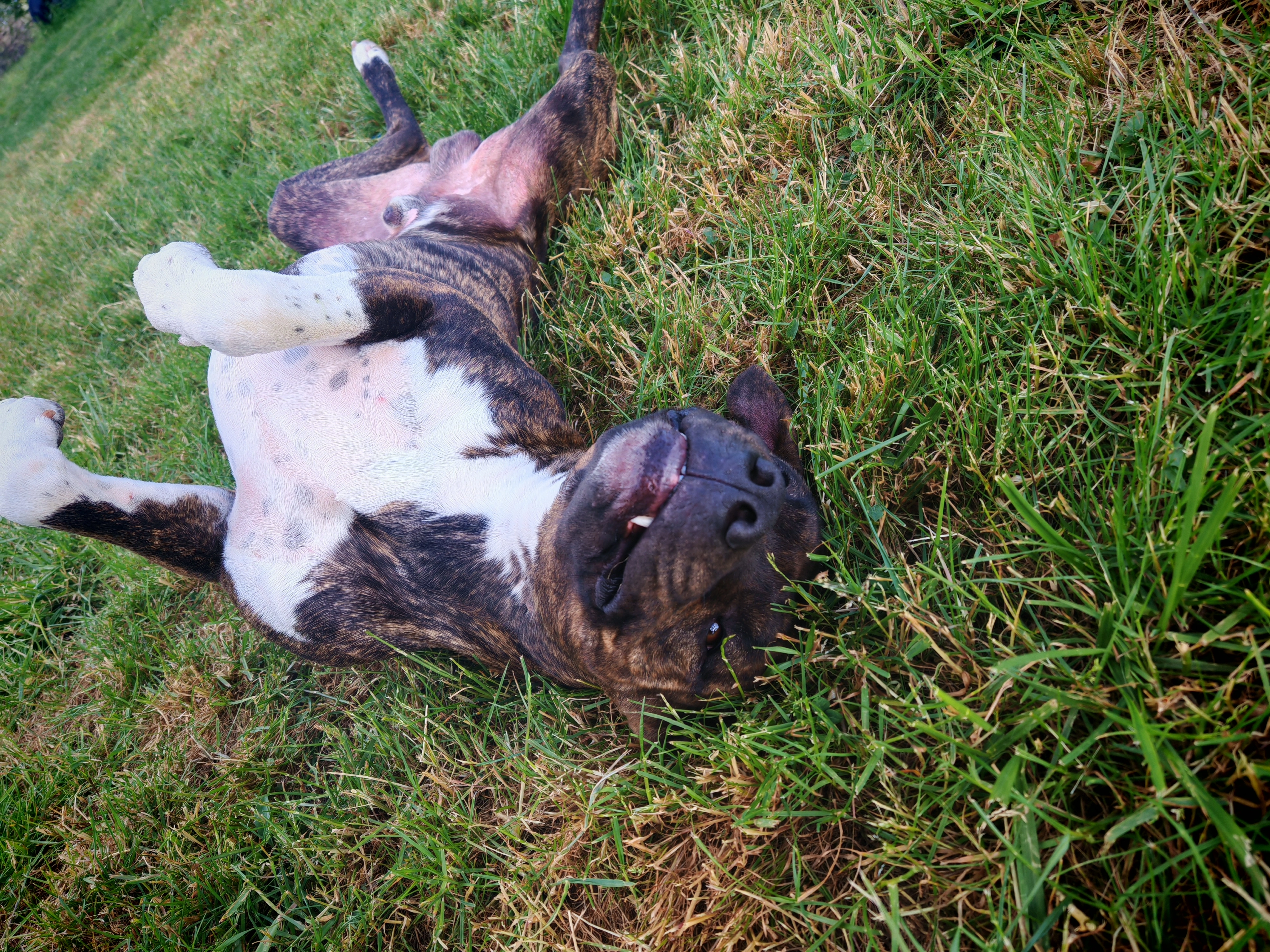 Pablo - Rue Gratte Grue, Pont-sur-Seine
