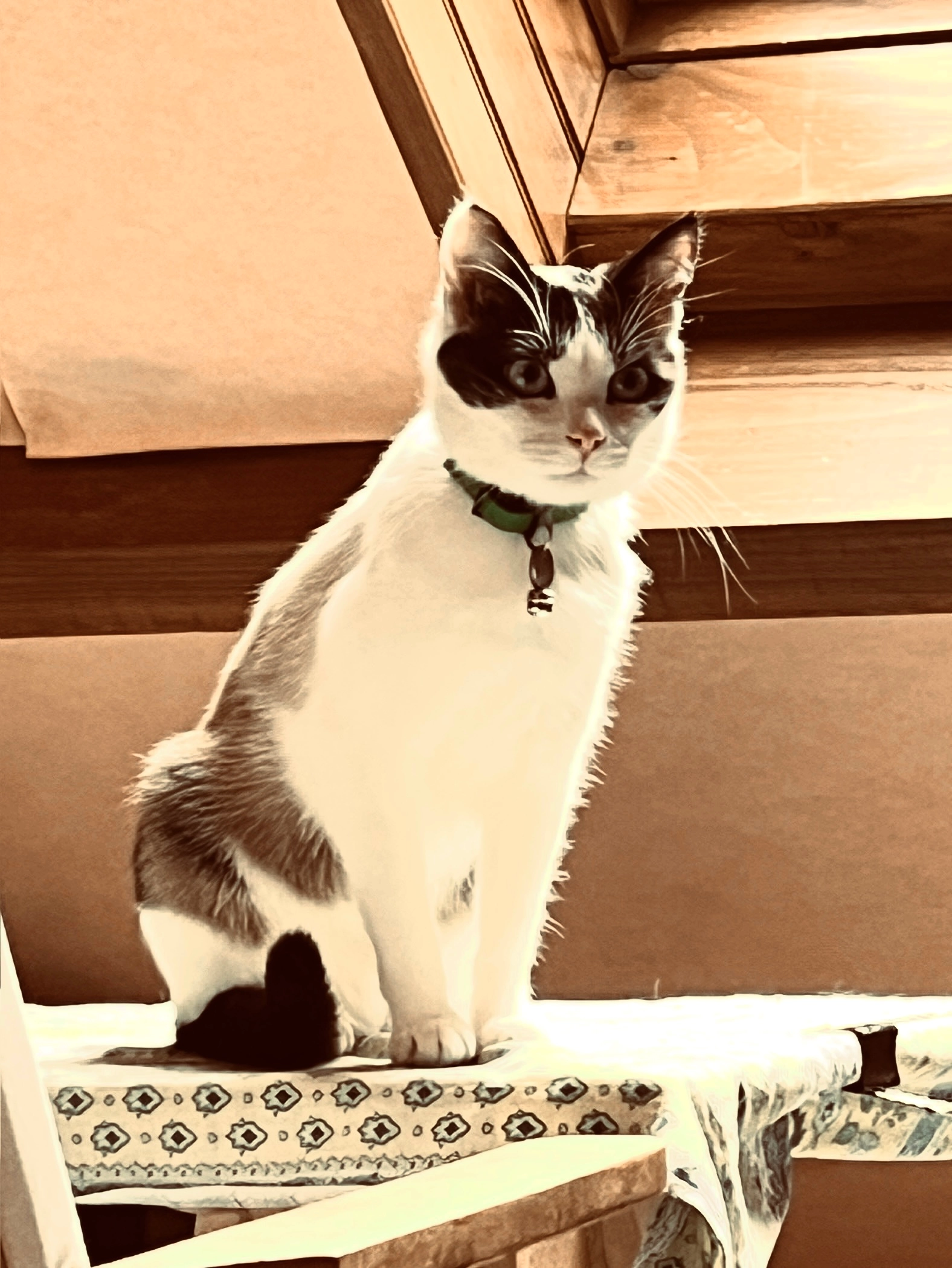 trixy - 4 Rue des Écoles, Laguenne-sur-Avalouze