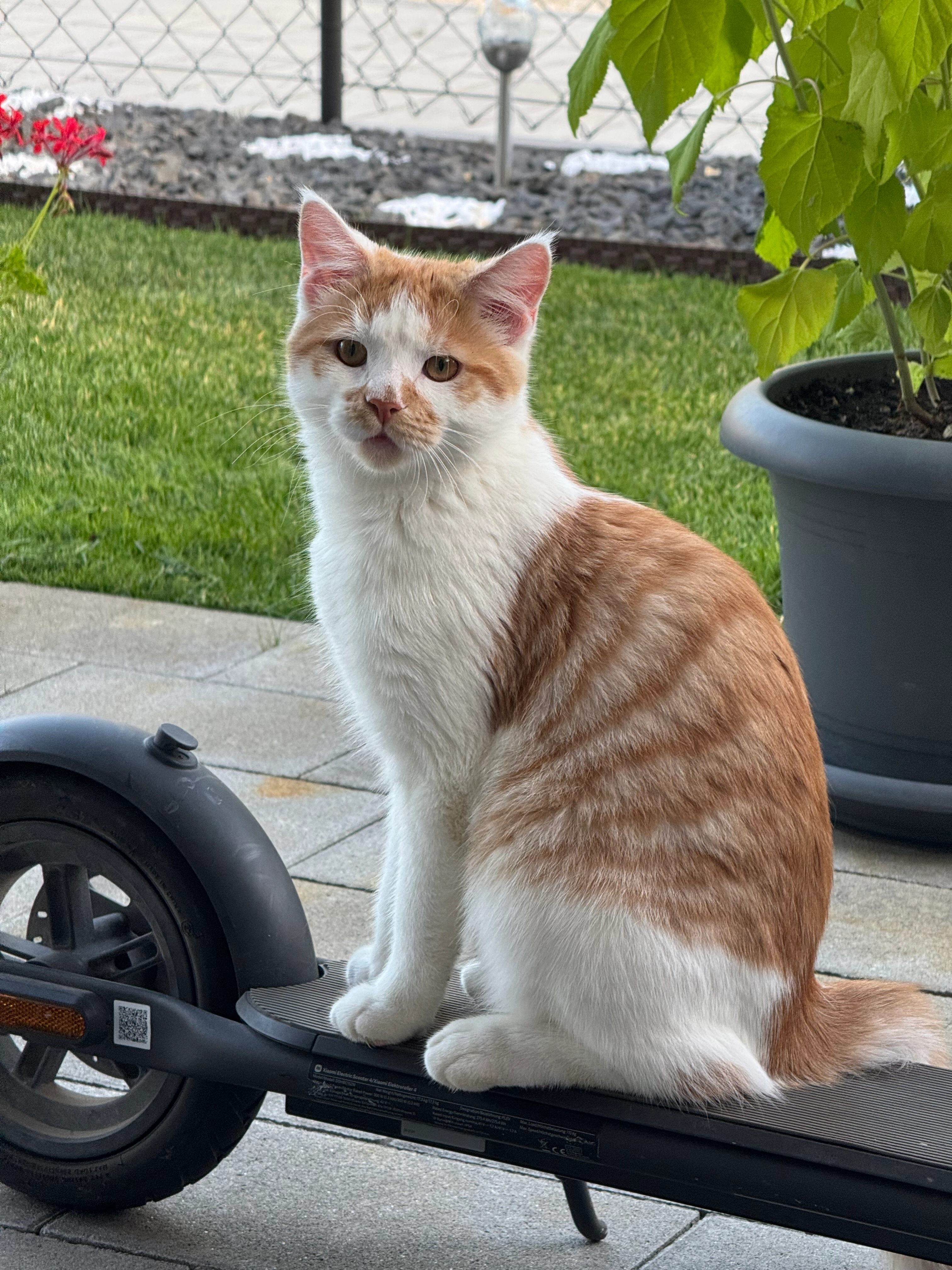 Simba - Stettiner Straße, Schwandorf