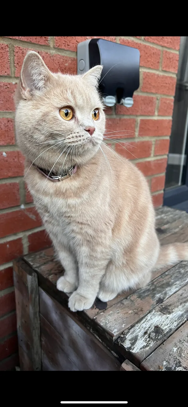 Pixie - Fitzhugh Rise, Wellingborough