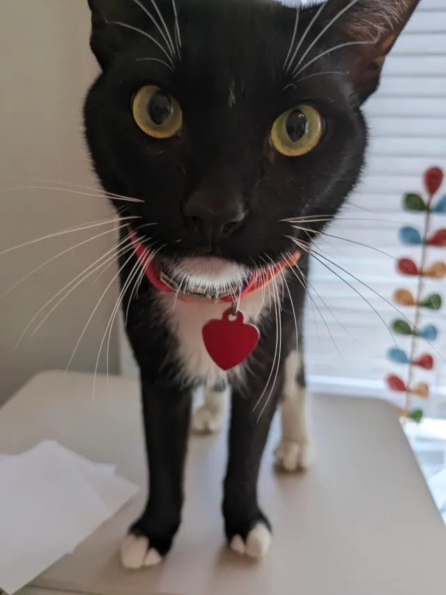 Lucky aka Little Man - Stocking Street, Mobile