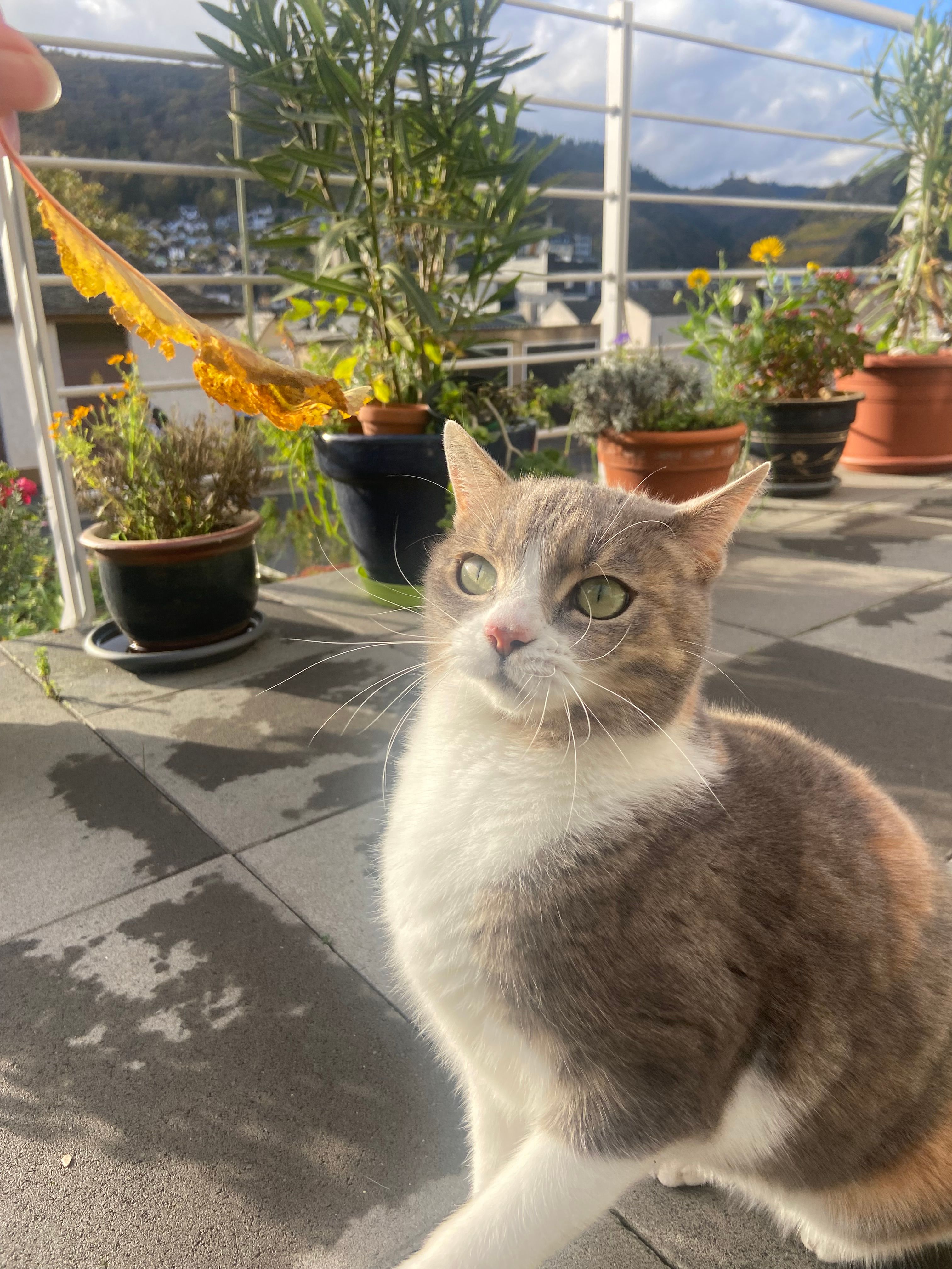 Frida - Valwiger Straße, Cochem