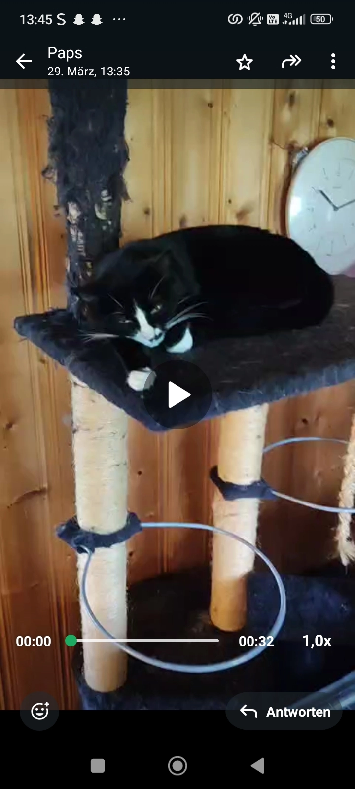 Pisum (Latein Erbse) - Kloosmattstrasse, Aarburg