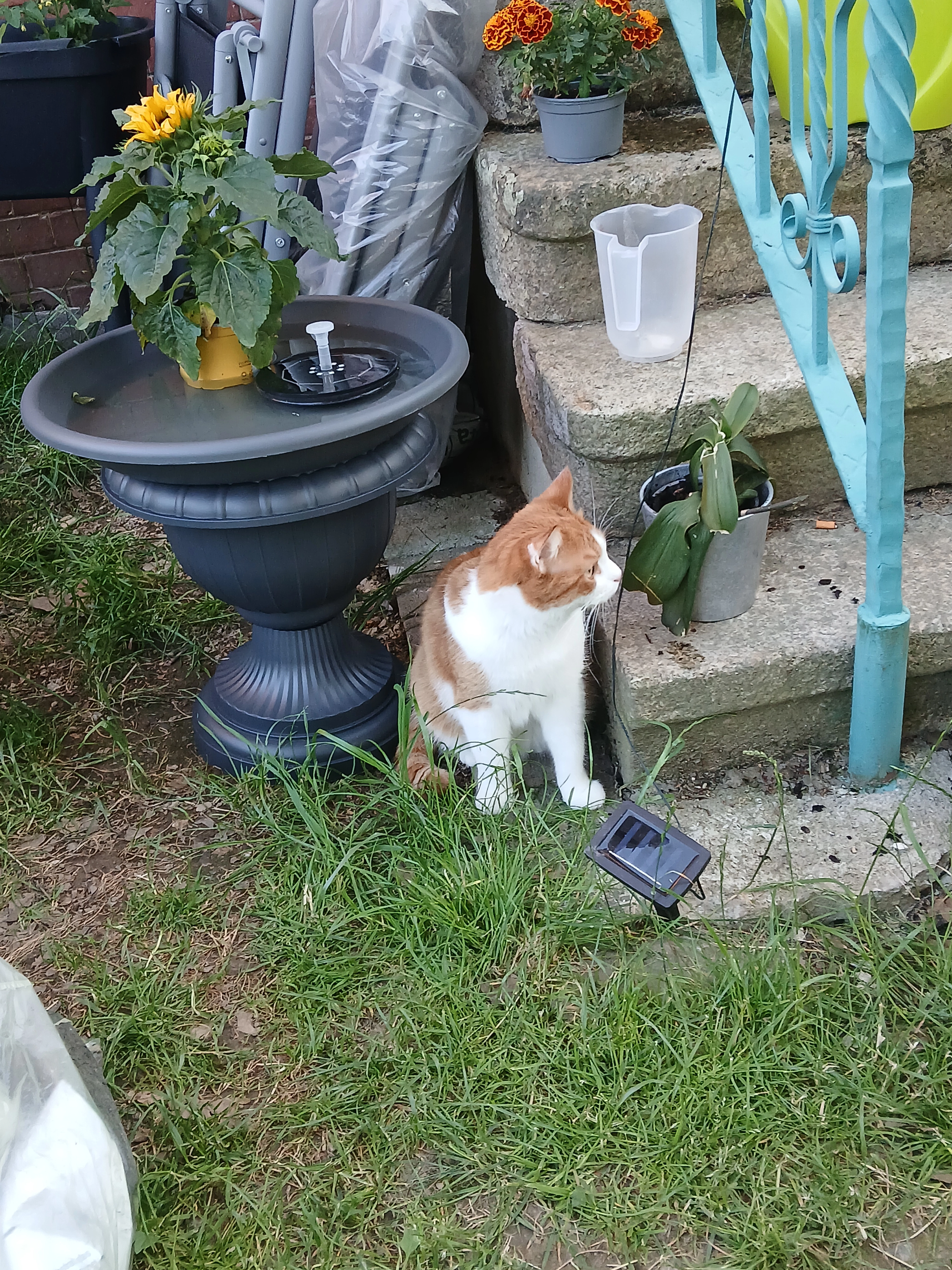 Schnik - 08261, Schöneck/Vogtland