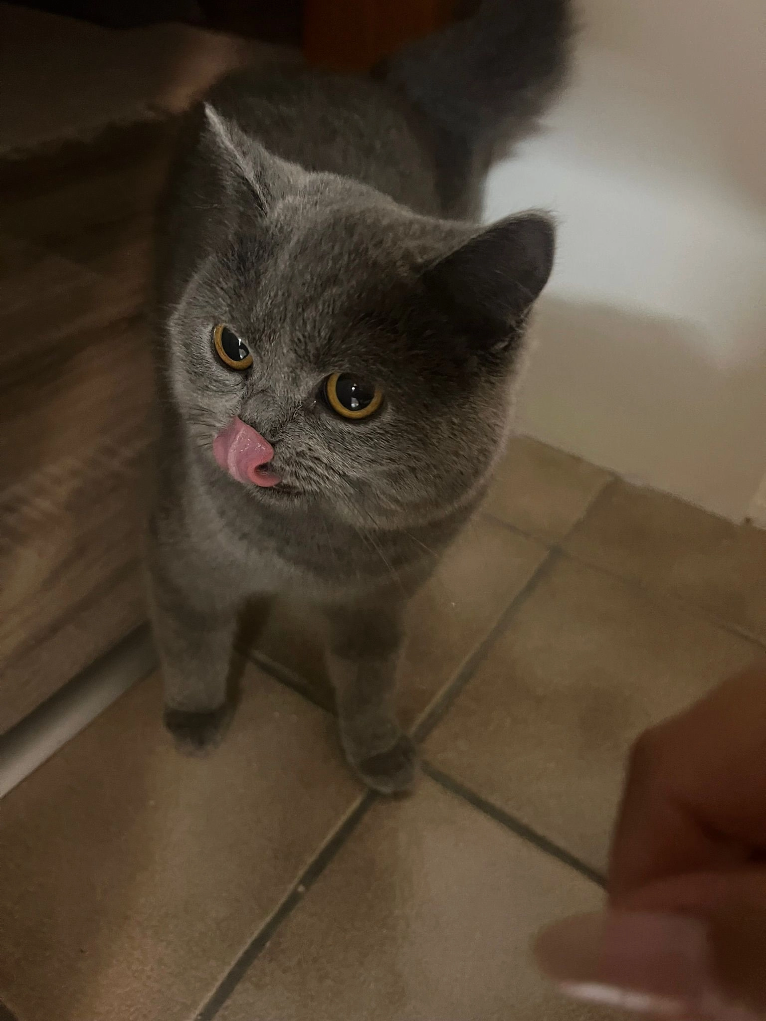 Nila - Bachstraße, Köln