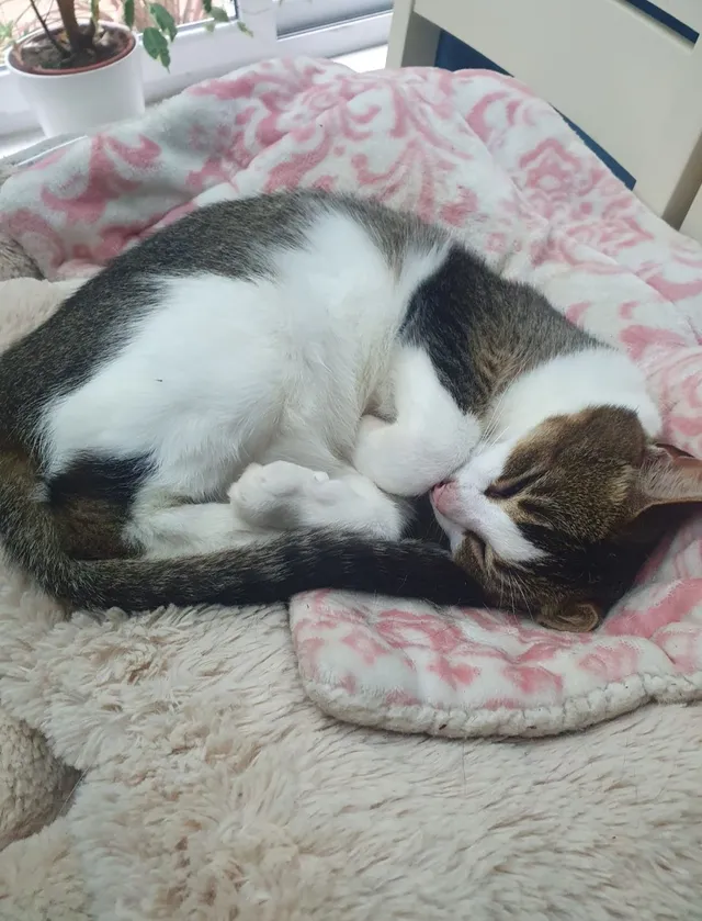 Biscuit - The Glades, East Grinstead