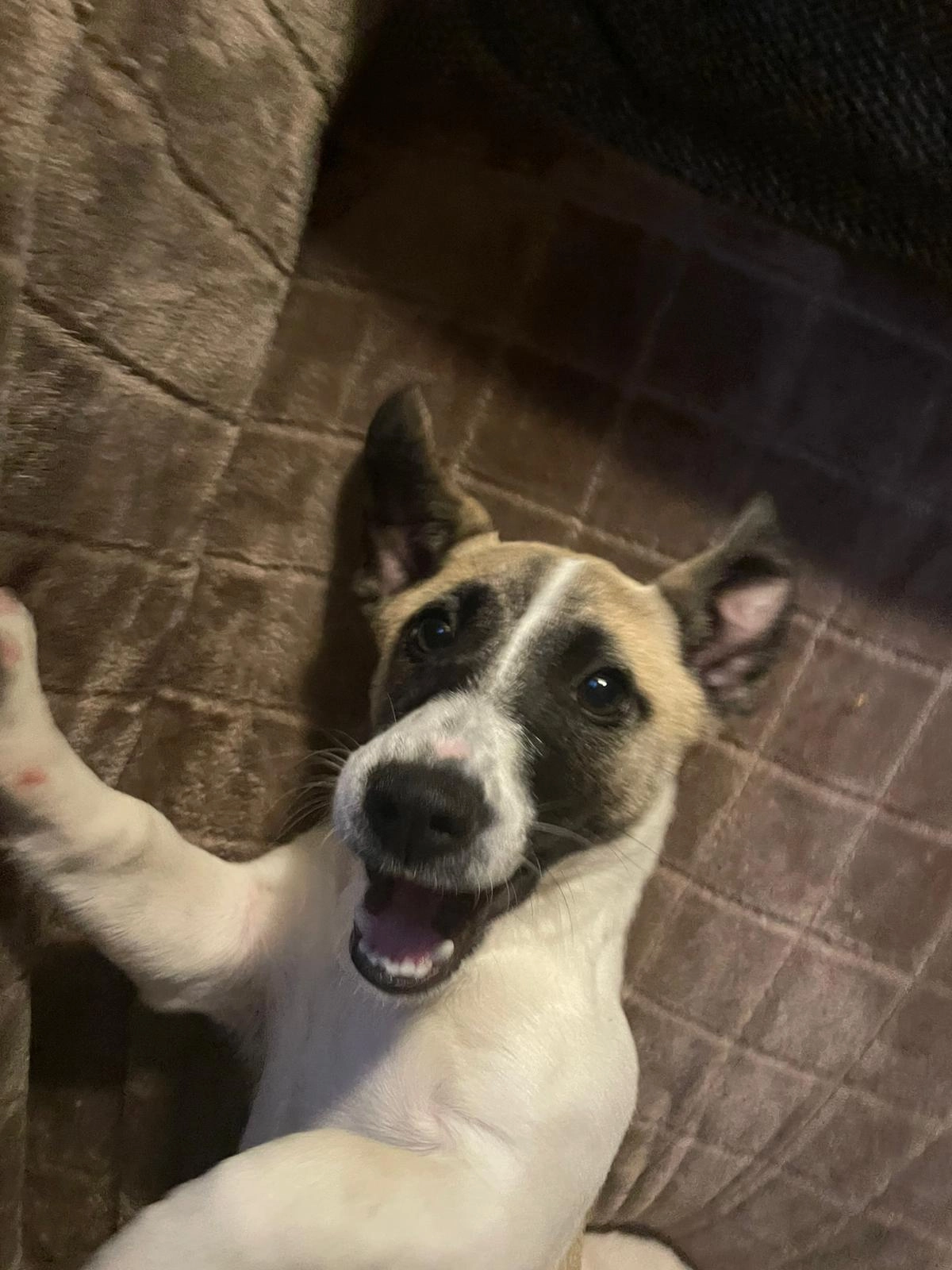 Roxy - Gootstraat, Ledegem