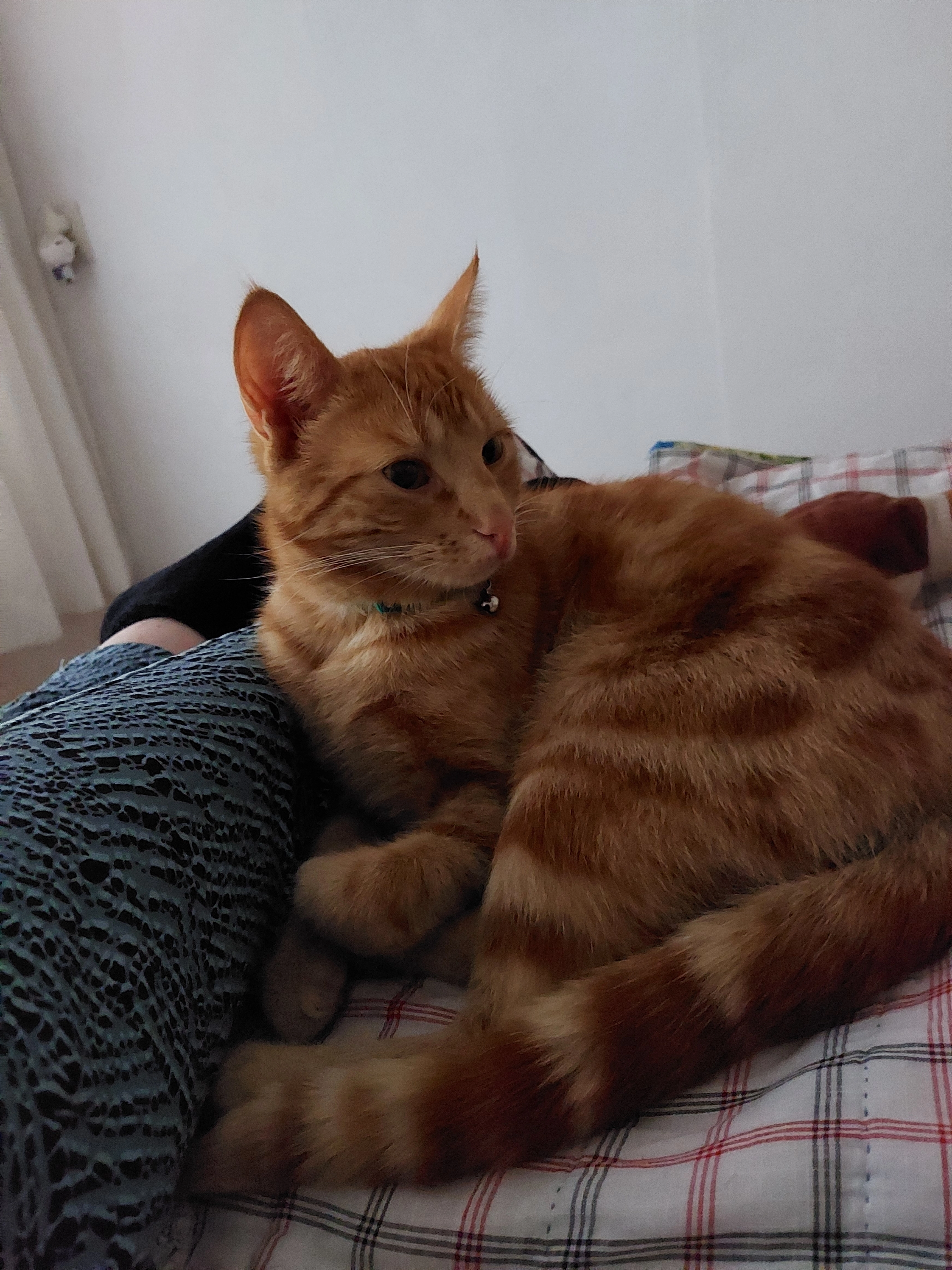 Balderzar / ballie - Hermelijnhof, Silvolde