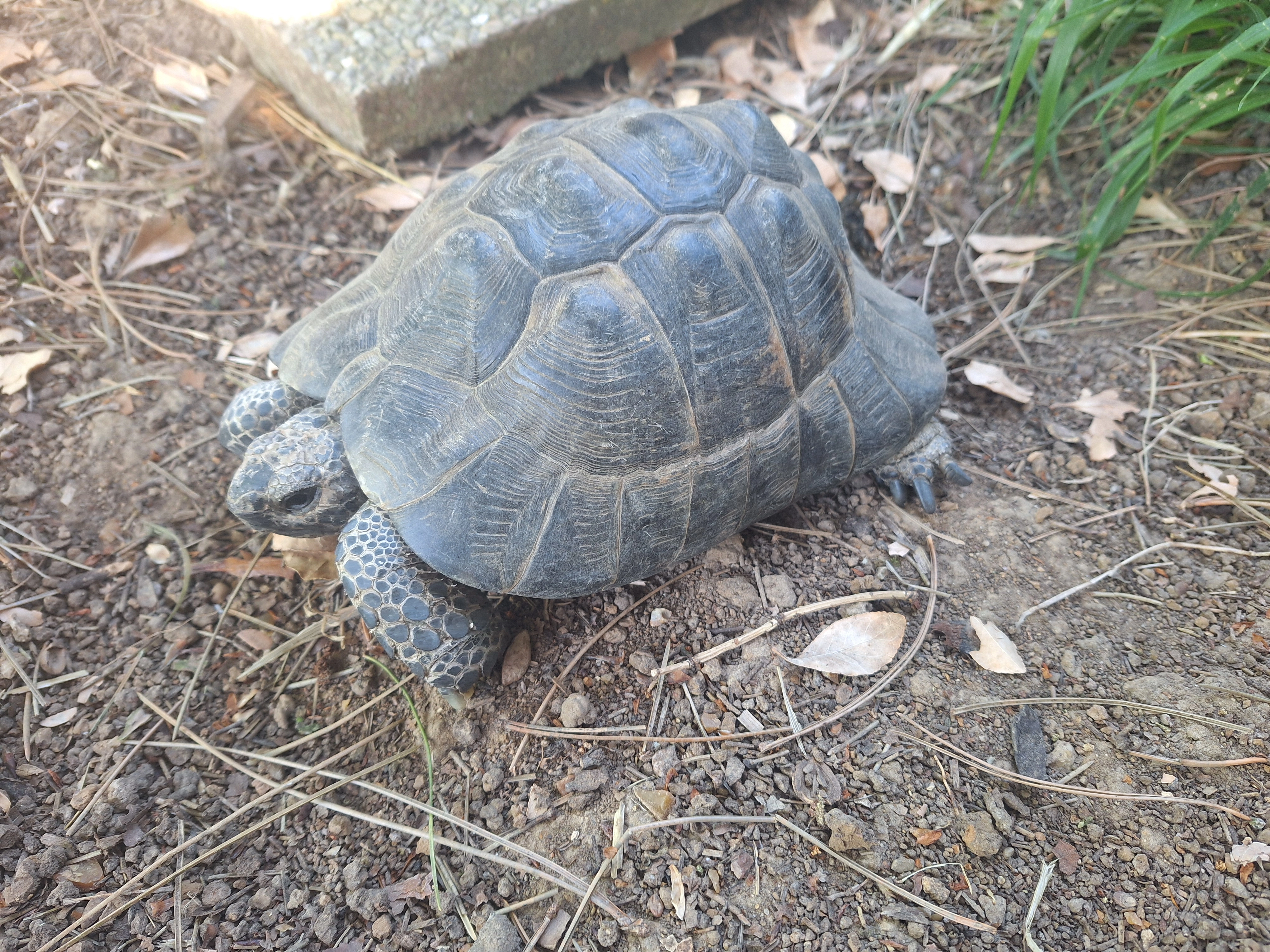 Yoda - 1 Allée des Iris, Lèves