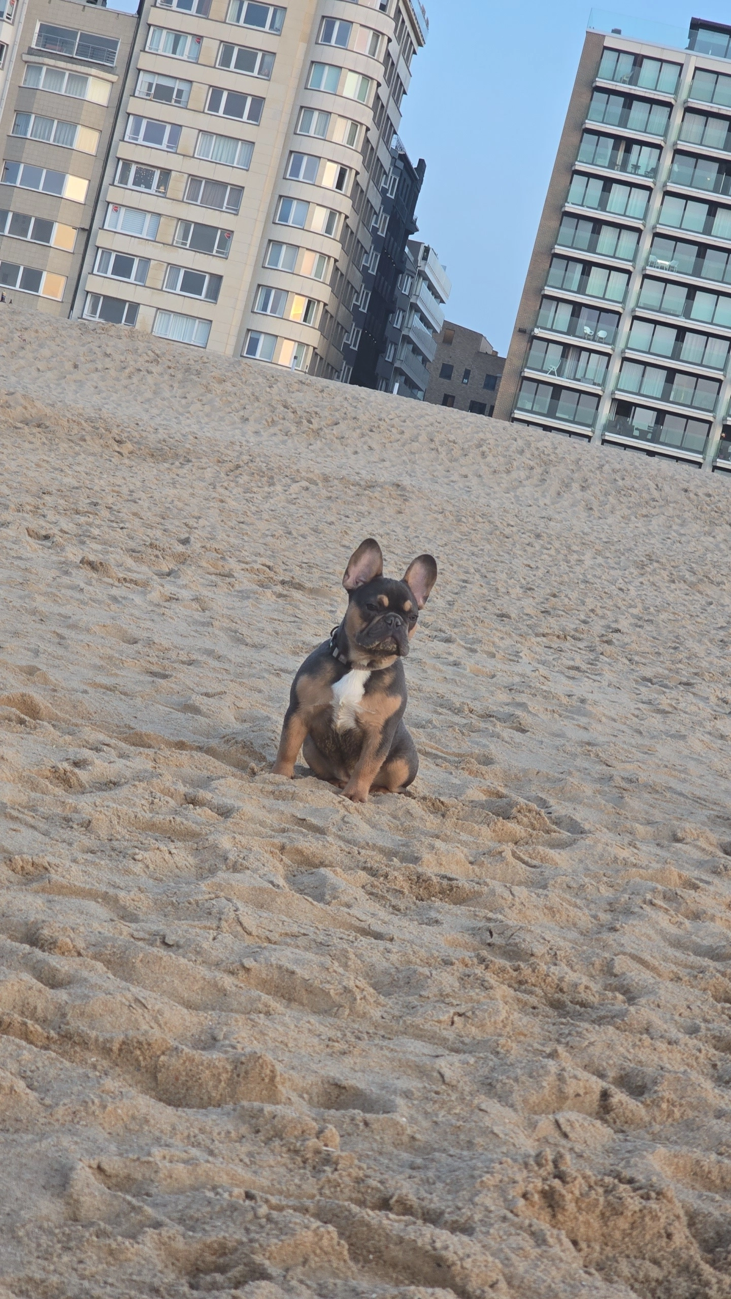 ruby - Suikerkaai, Zelzate