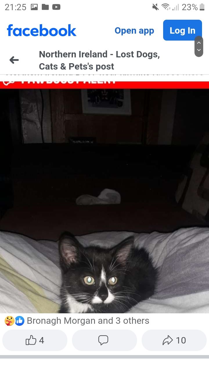 lily - BT67 9, Lurgan