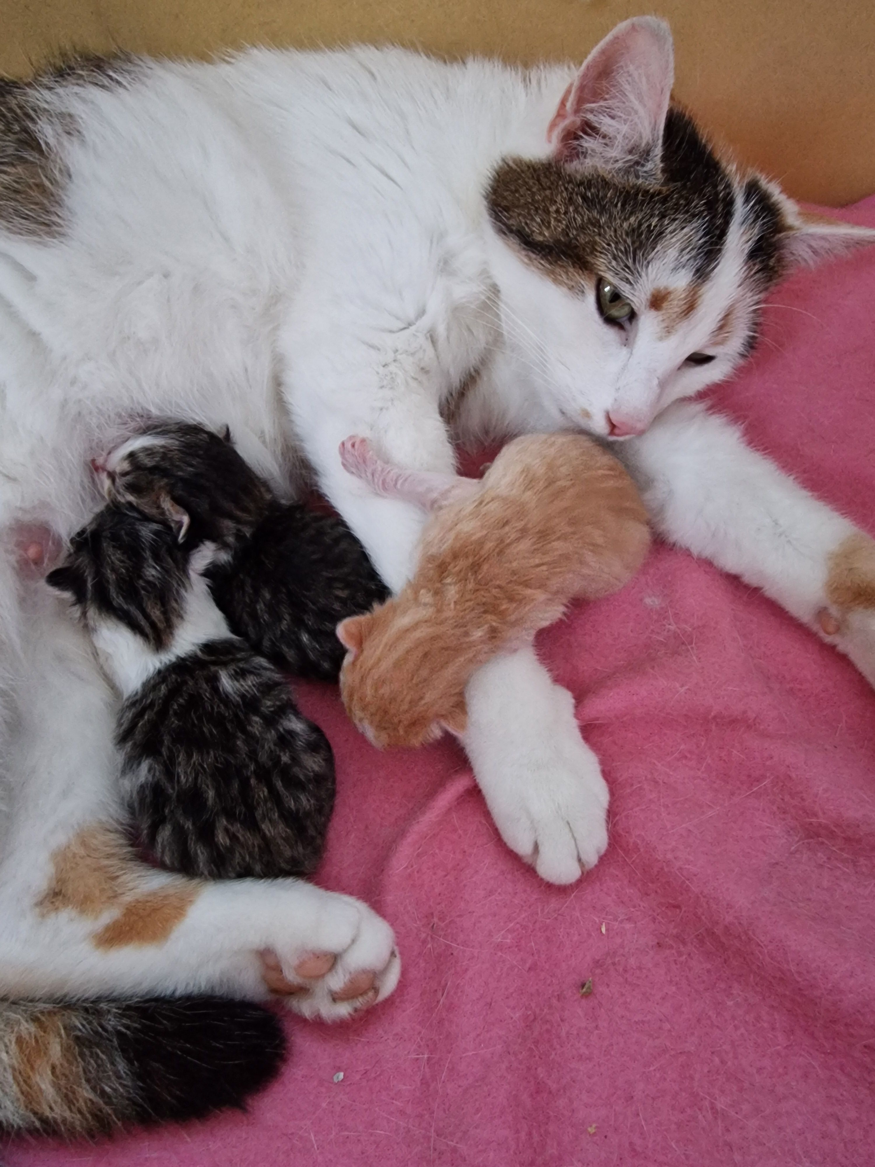 Fibi - Ringstraße 11, Schneeberg