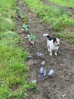 JACK - Rue Larregain, Lons