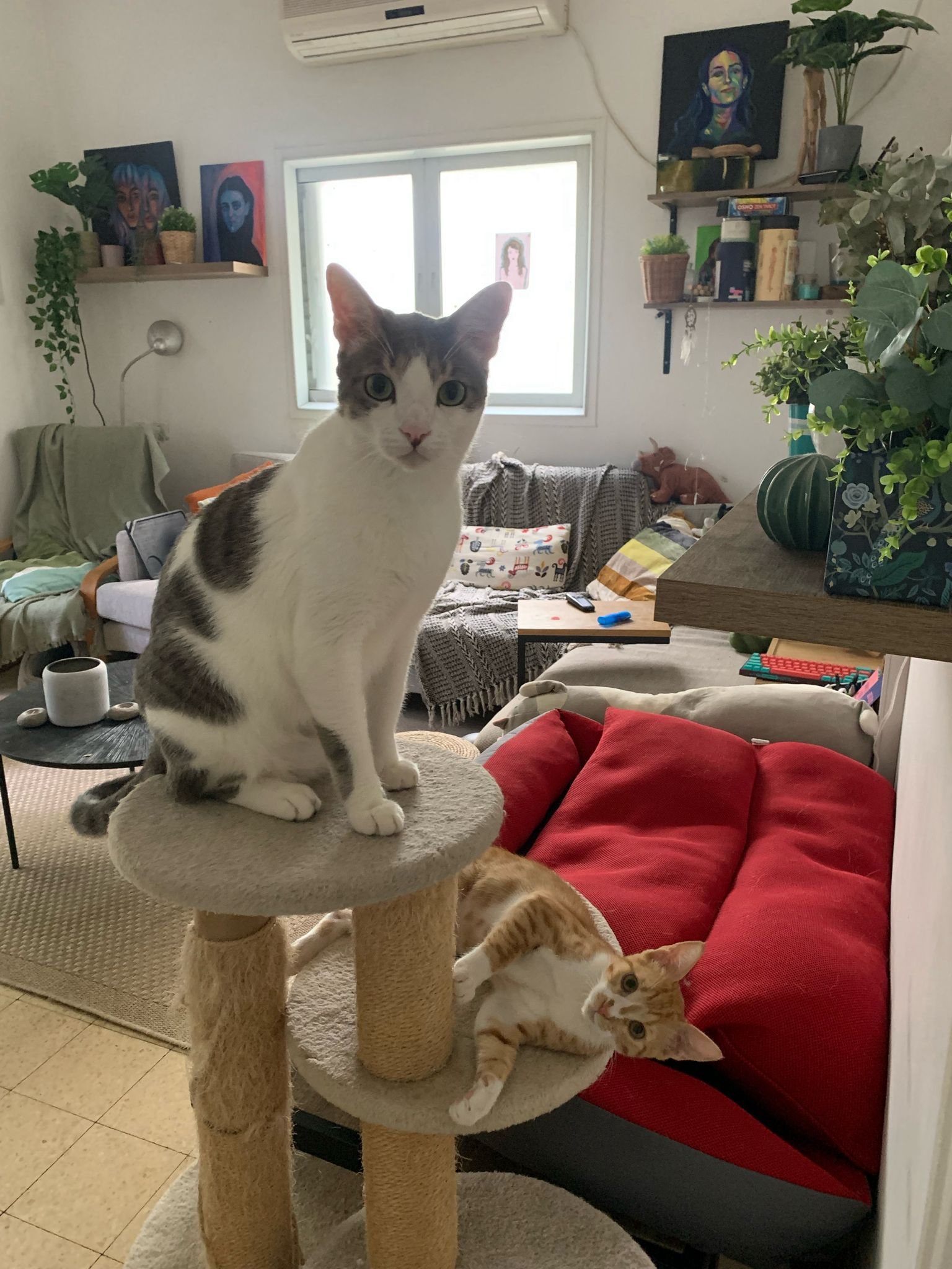 Neo - הלה, Givatayim