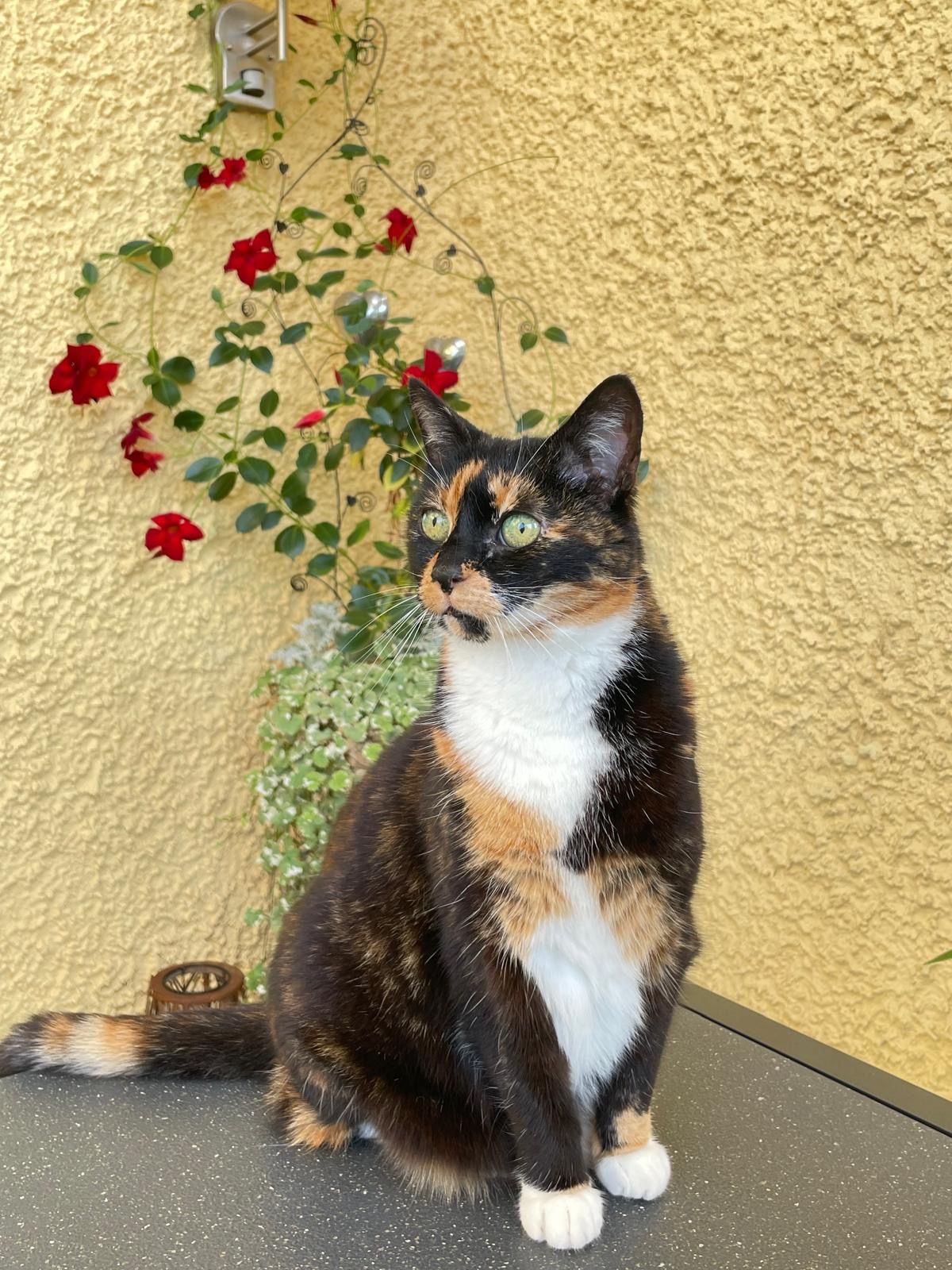 Molly - Fliederstraße, Bechtsrieth