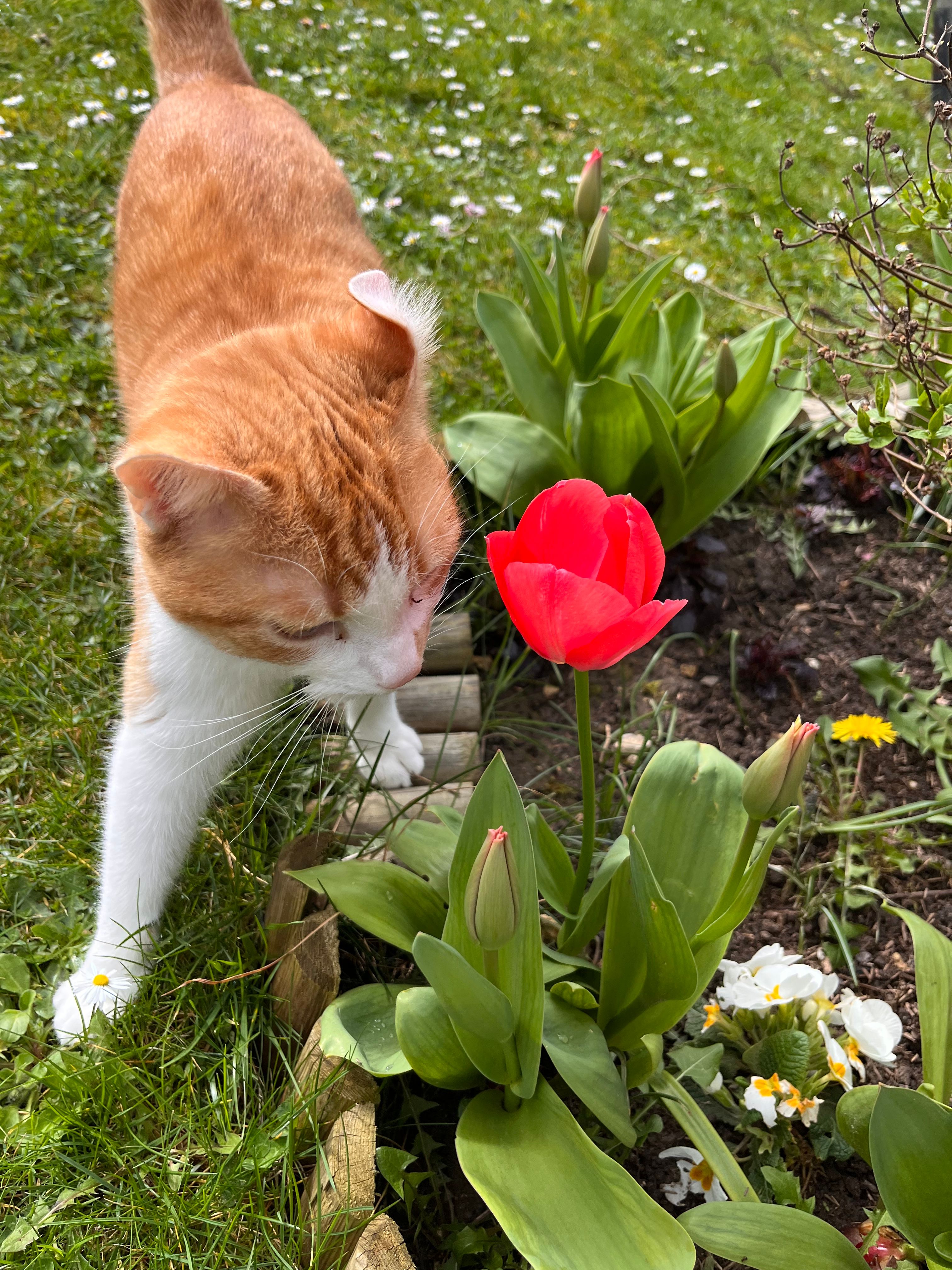 Loki - 17 Sentier du Coq, Crépy-en-Valois