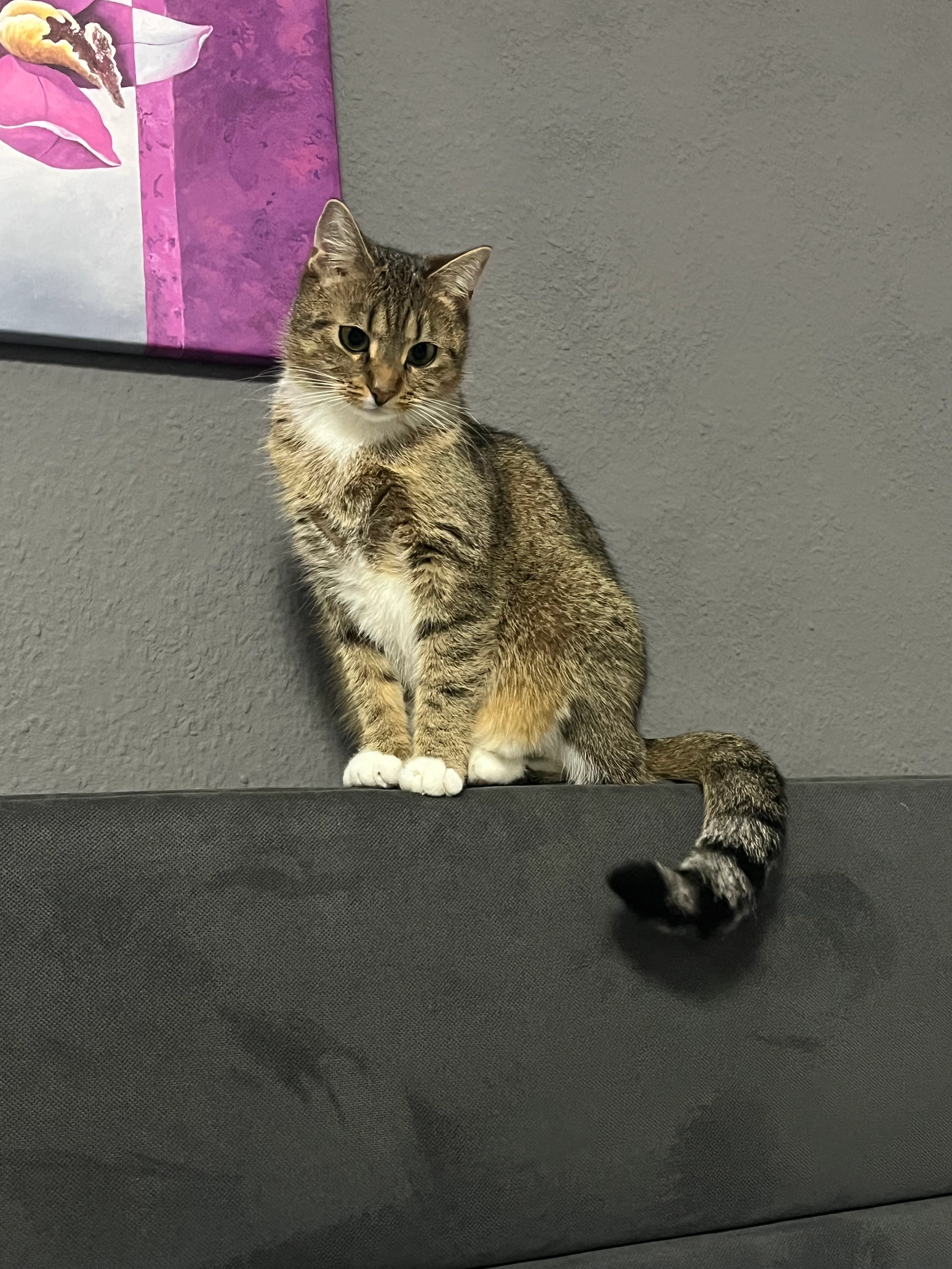 Mimi - Dornweg, Dessau-Roßlau