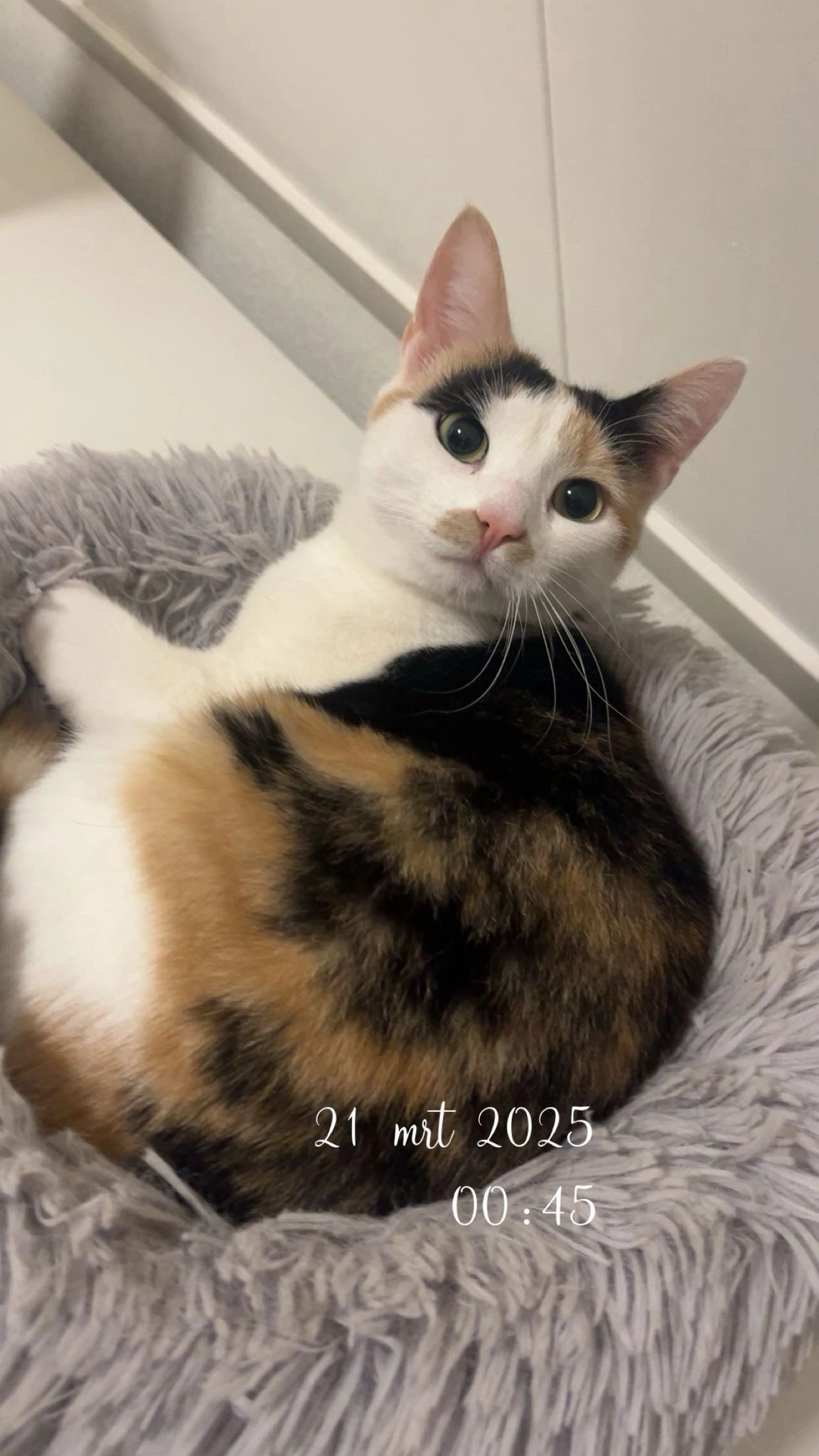 Mollie - Noorderstraat, Bellingwolde