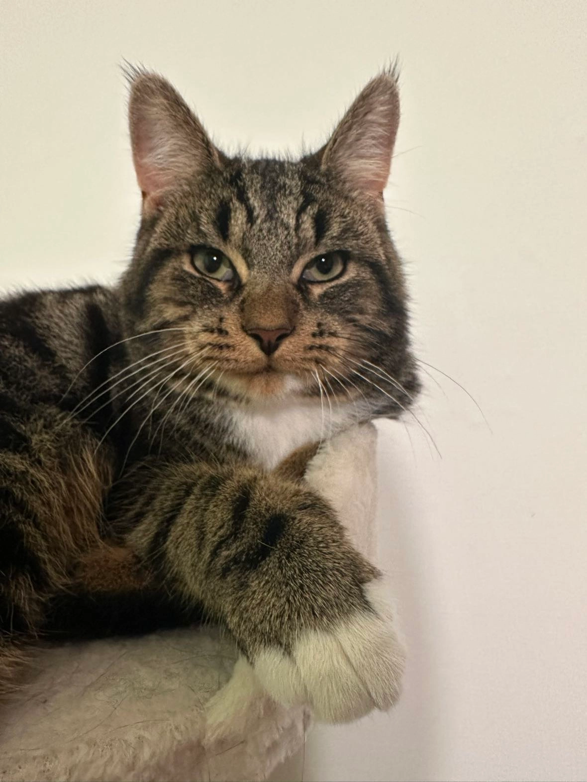 Ollie - Weegbree, Gendringen