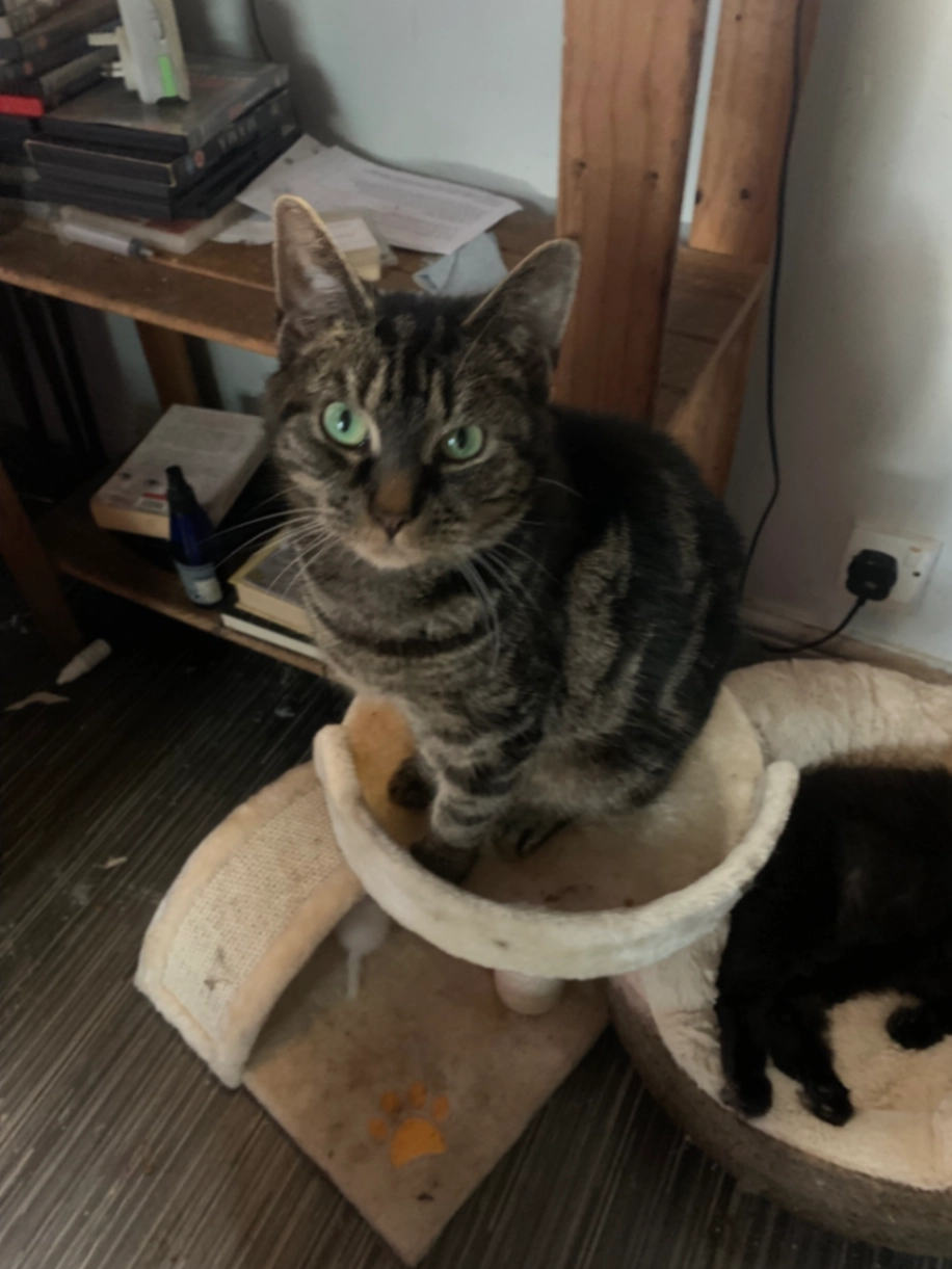 Pipin - Crofton Street, Manchester