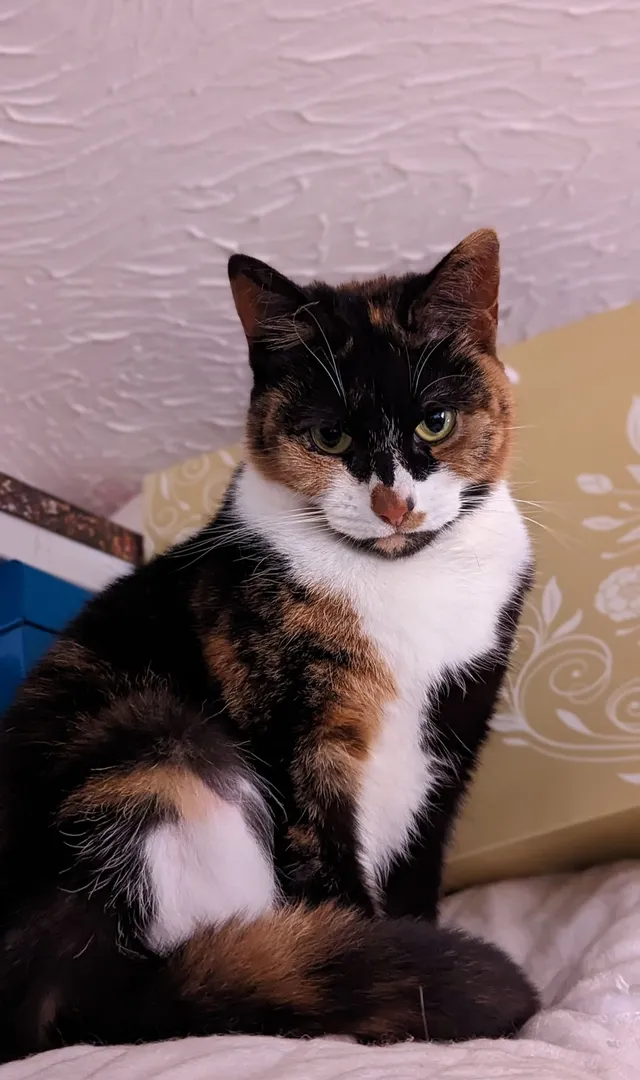 Luna - Wakehams Close, Bexhill-On-Sea