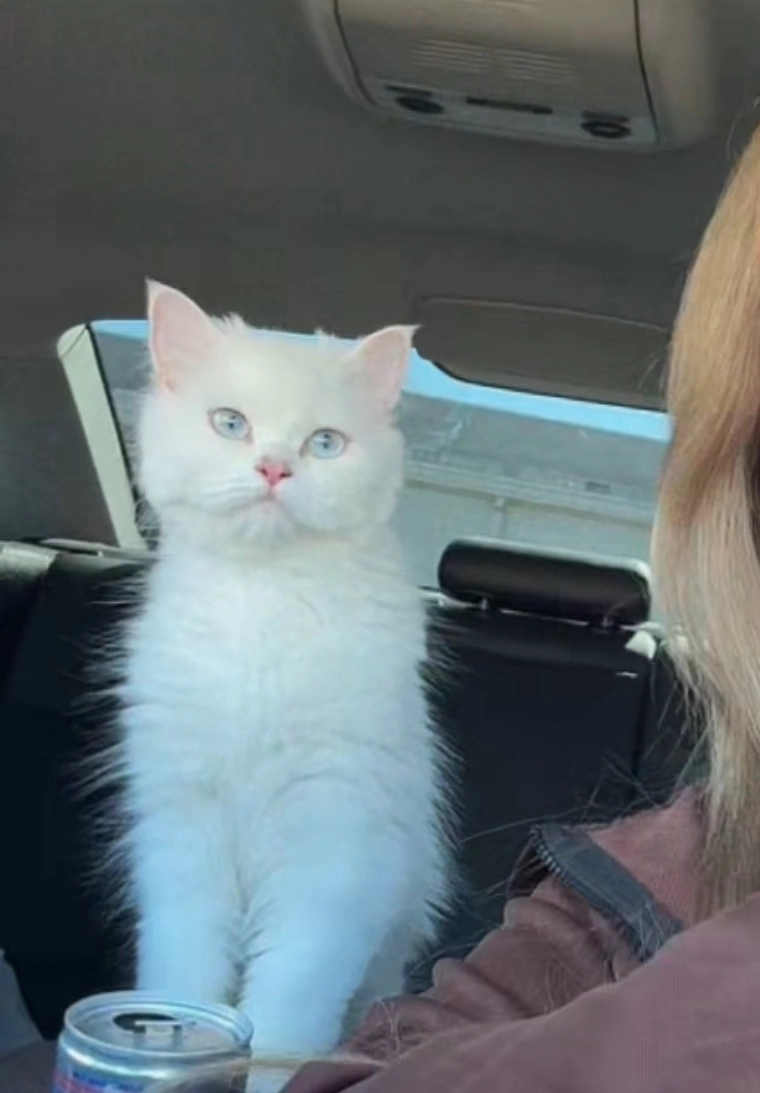 Bambi - Dransesiedlung An den Eichen 1, Stechow-Ferchesar