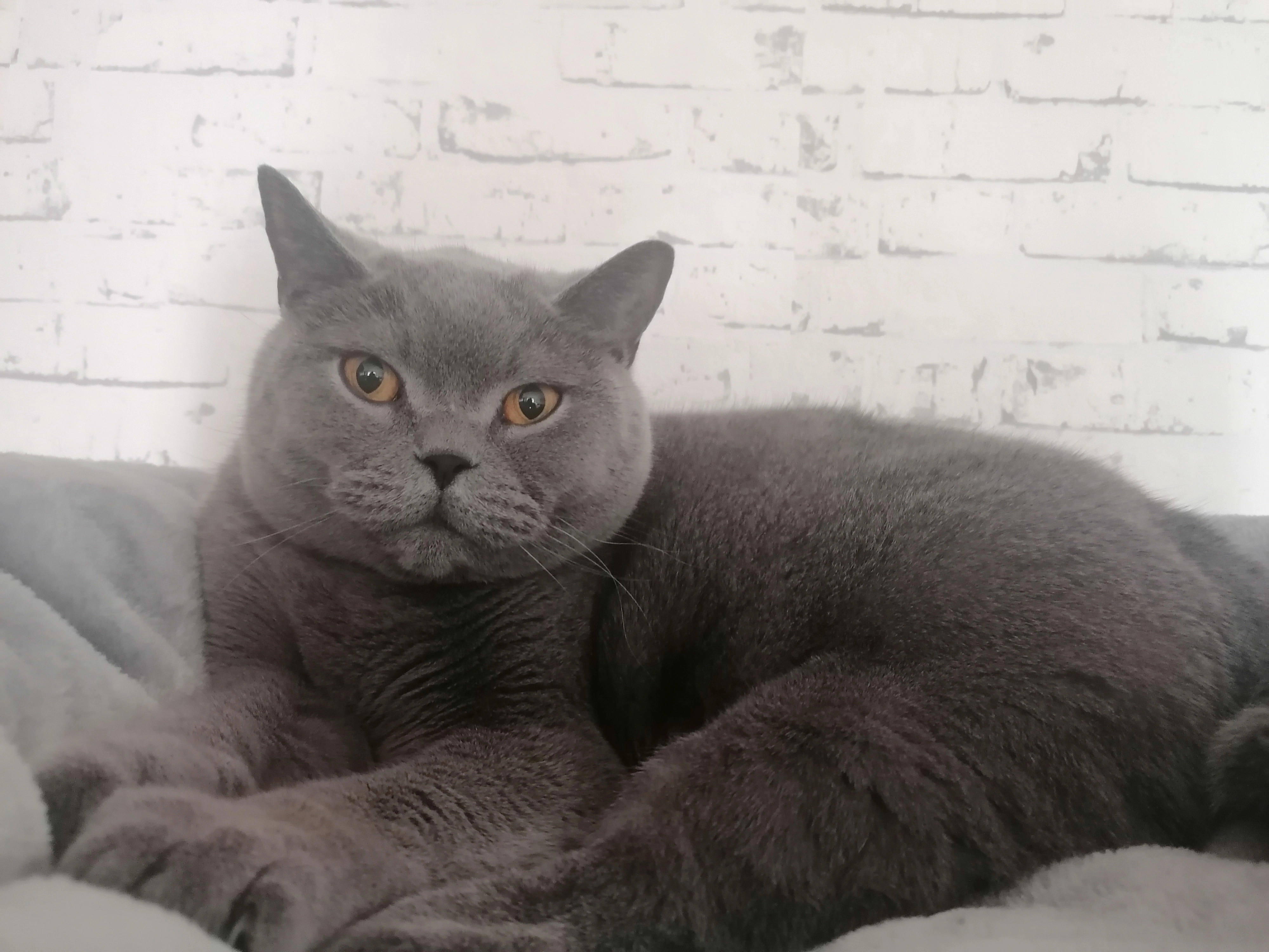 ELVIS - Turmgasse, Leoben