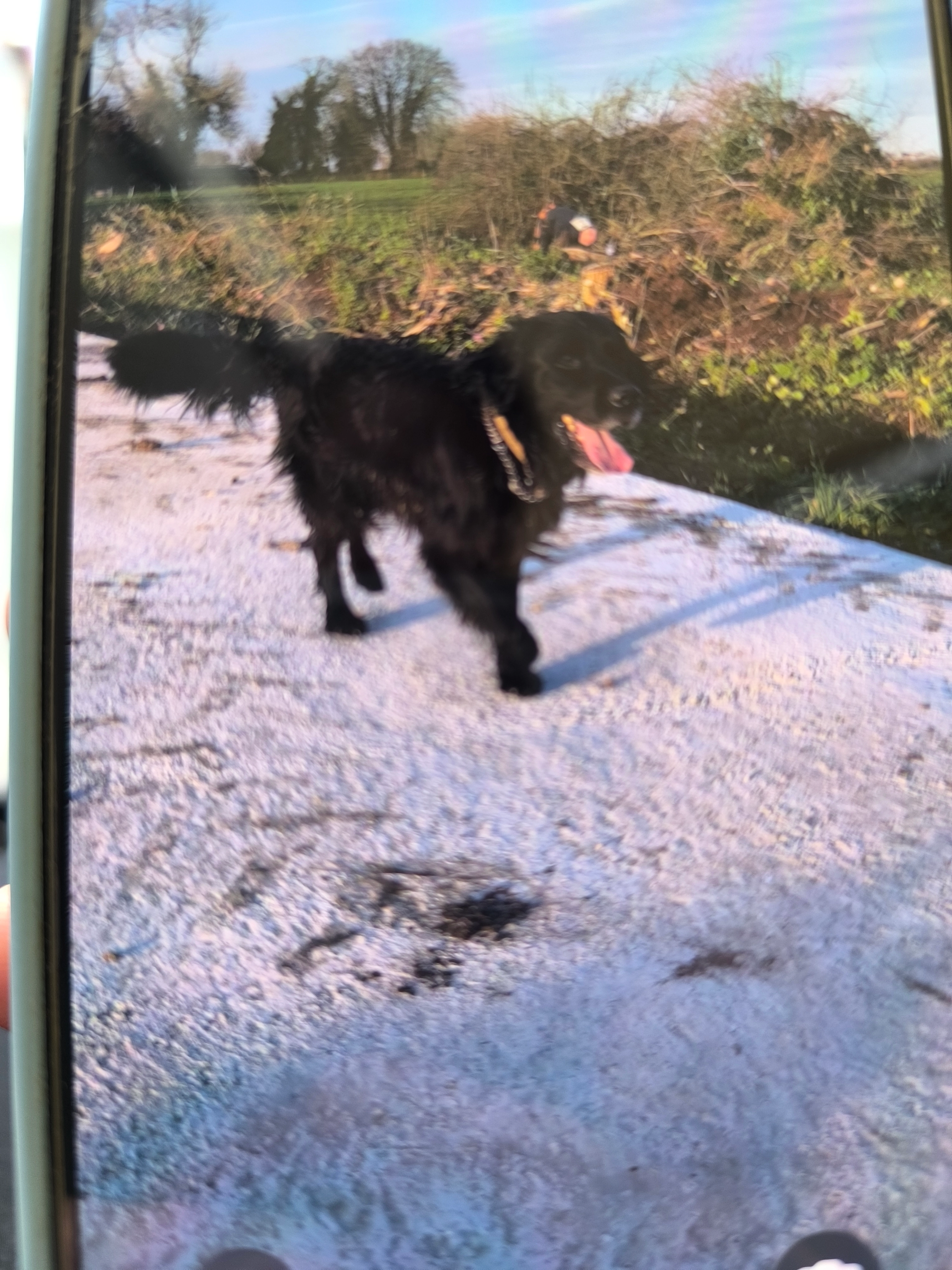 Némo  - Kerjestin la Lande, Plabennec