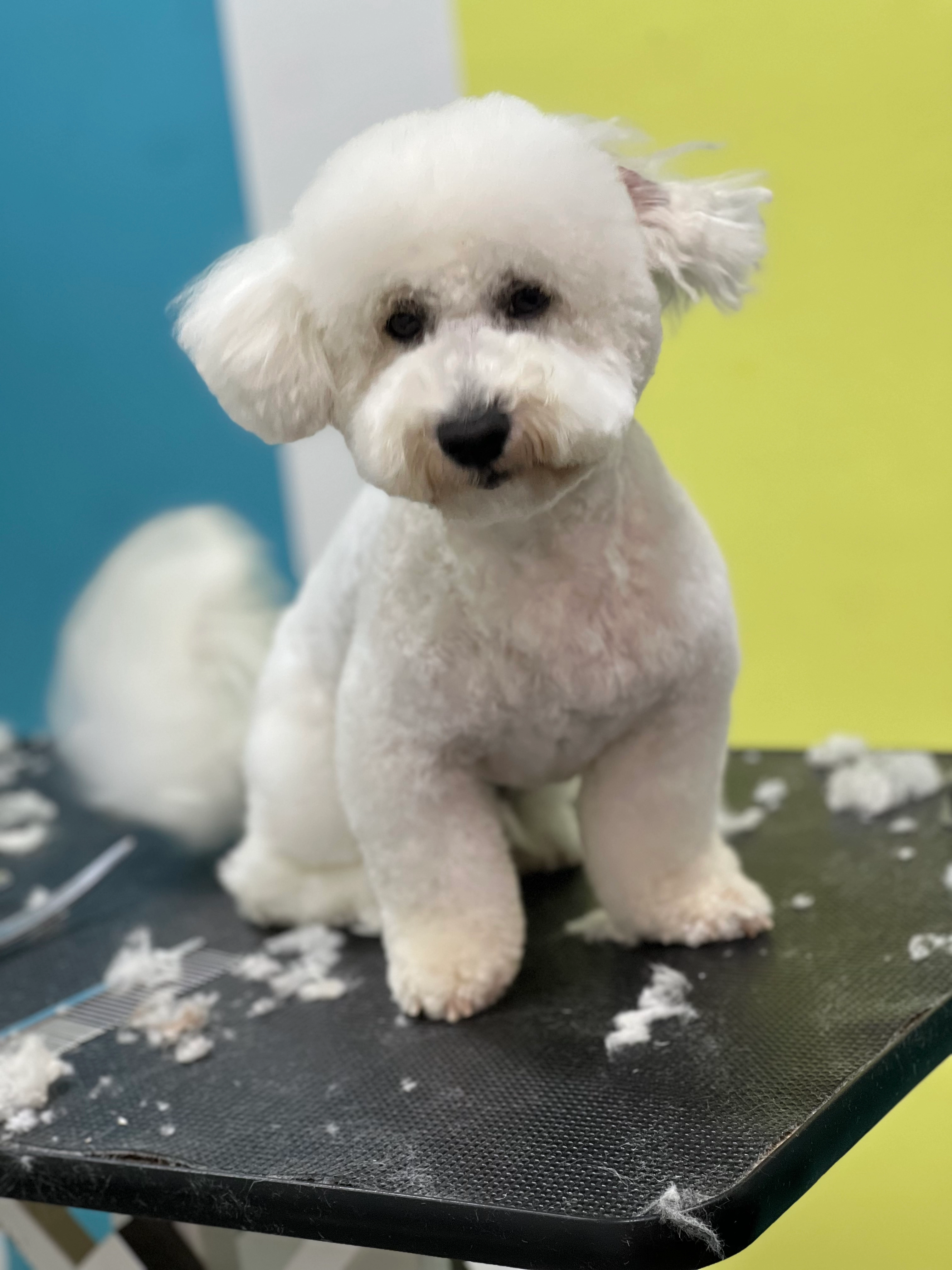 Bibi - Ulica Veljka Lukića Kurjaka, Beograd