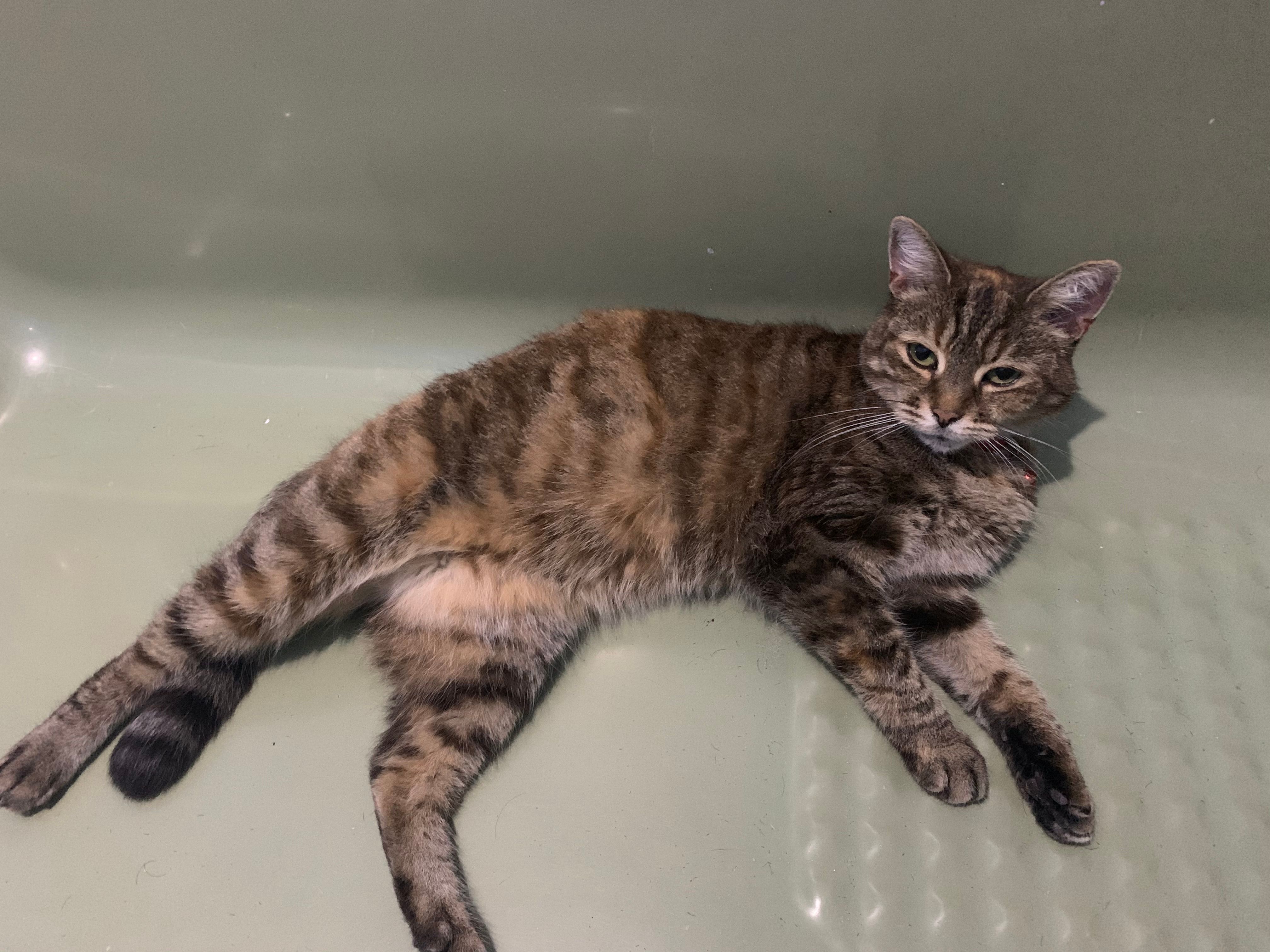 Akari - White Horse Crescent, Wantage