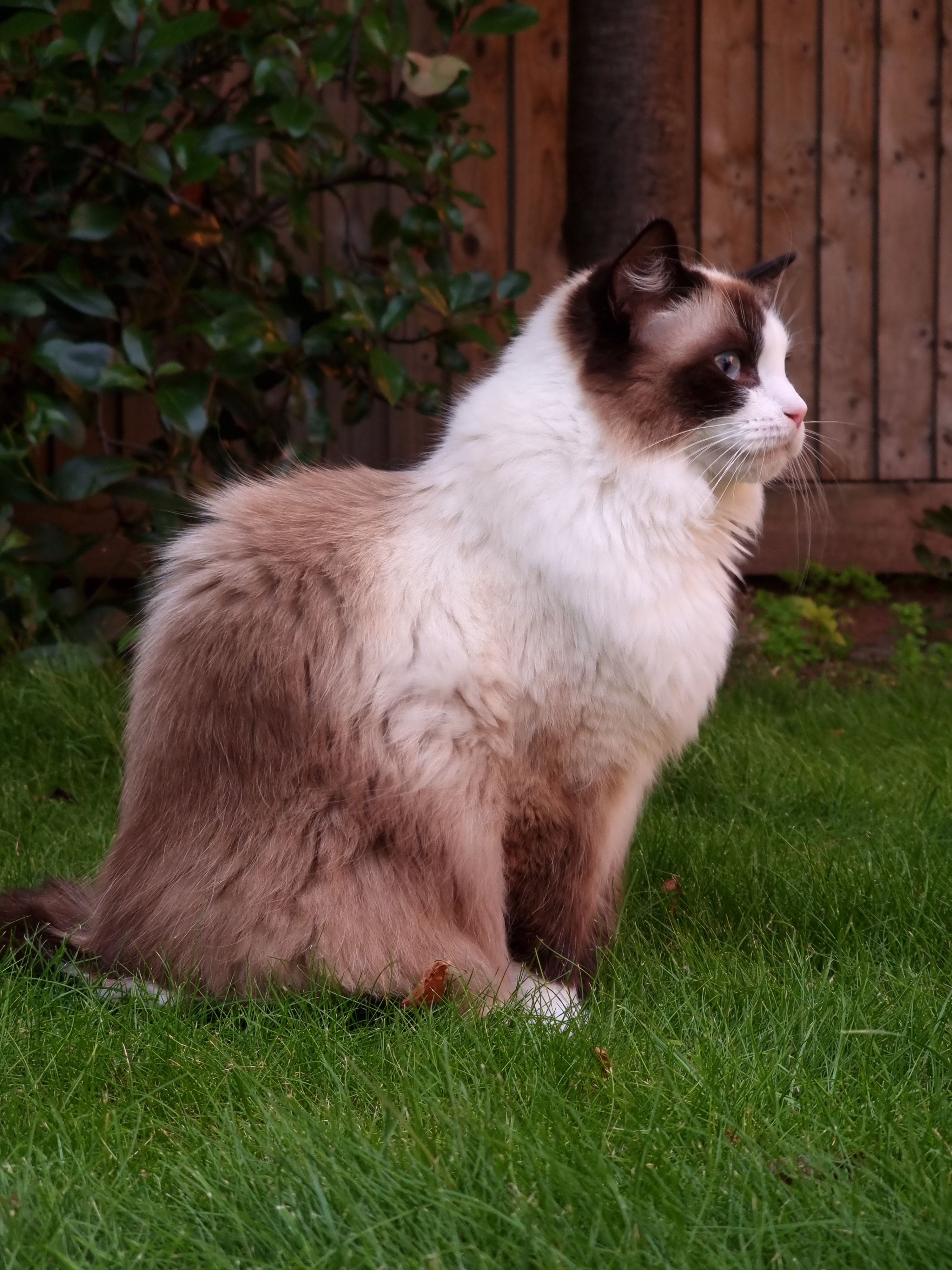 Cody - Manor Place, Huntingdon