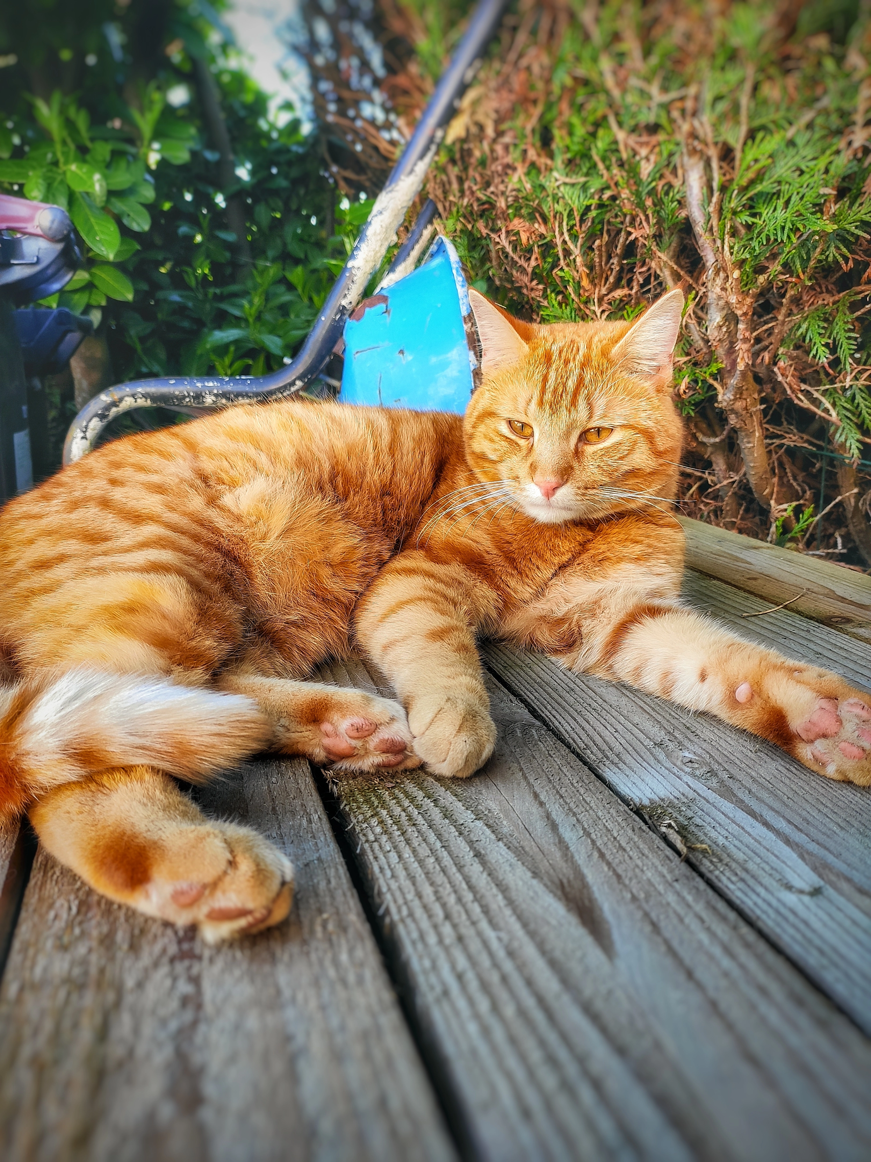 Newt/Minou  - Impasse des Lauriers, Aubepierre-Ozouer-le-Repos