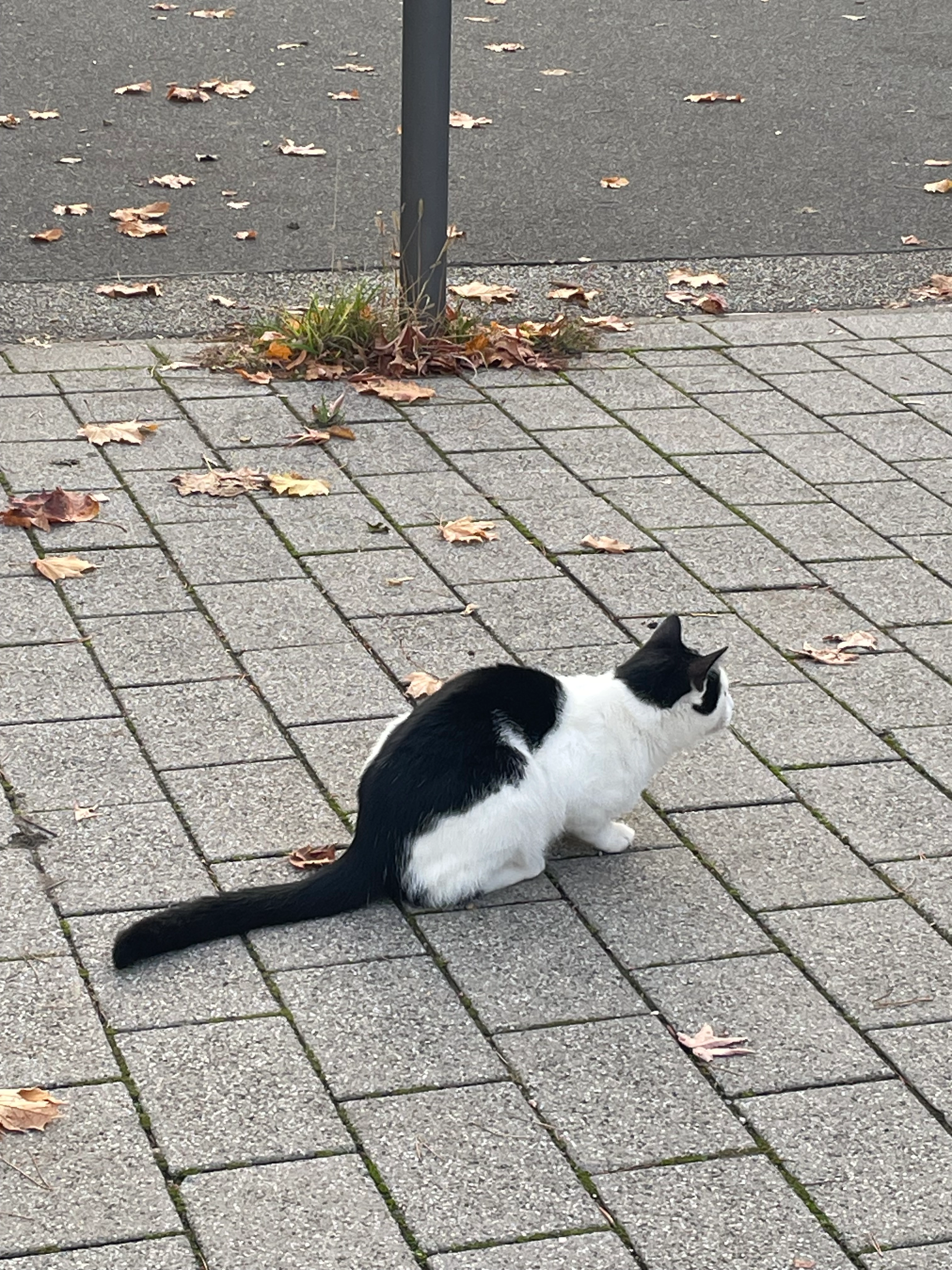 Rocky - Willy-Brandt-Platz, Mainz