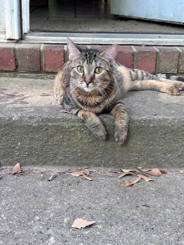 Nala - 4105 Hawthorne Cir SE, Smyrna