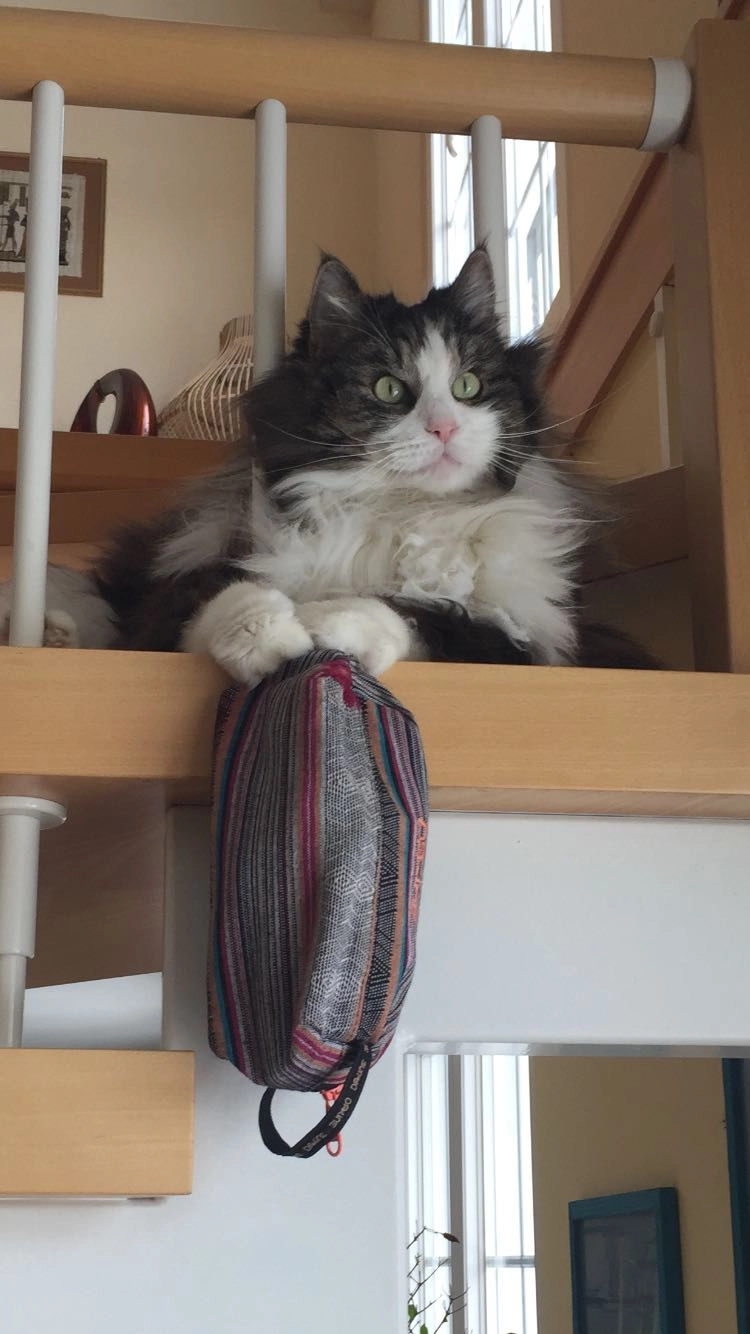 Osis - Chemin Des Fauvettes, Nyon