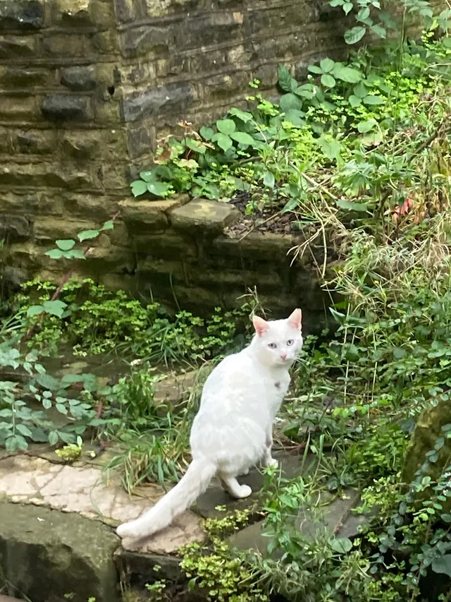Is This Anyone’s Cat  - WF12 7, Dewsbury