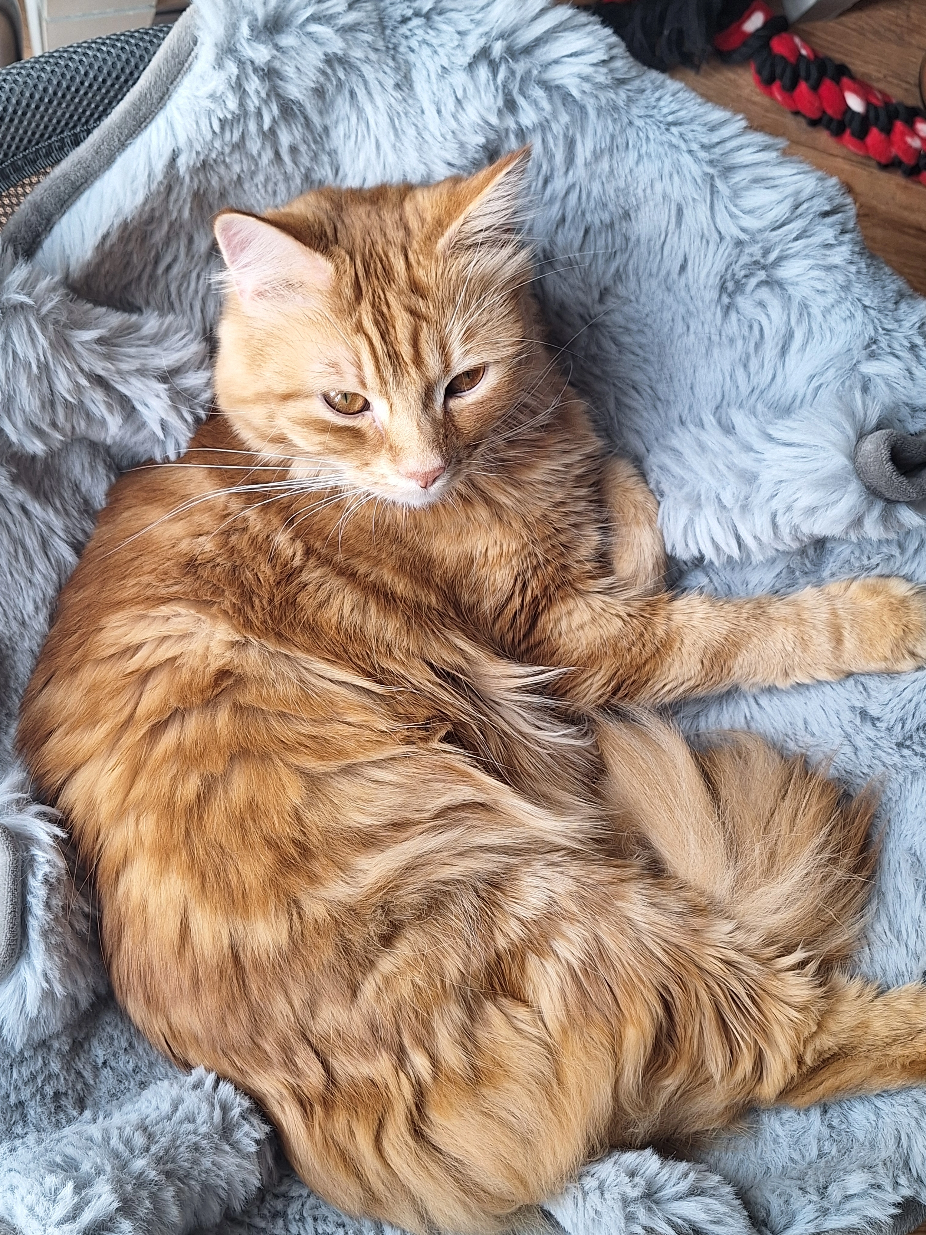 Simba - Leckwith Place, Cardiff