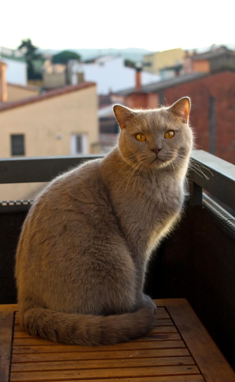 Goku - Carrer De Nàpols, La Bisbal d’Empordà