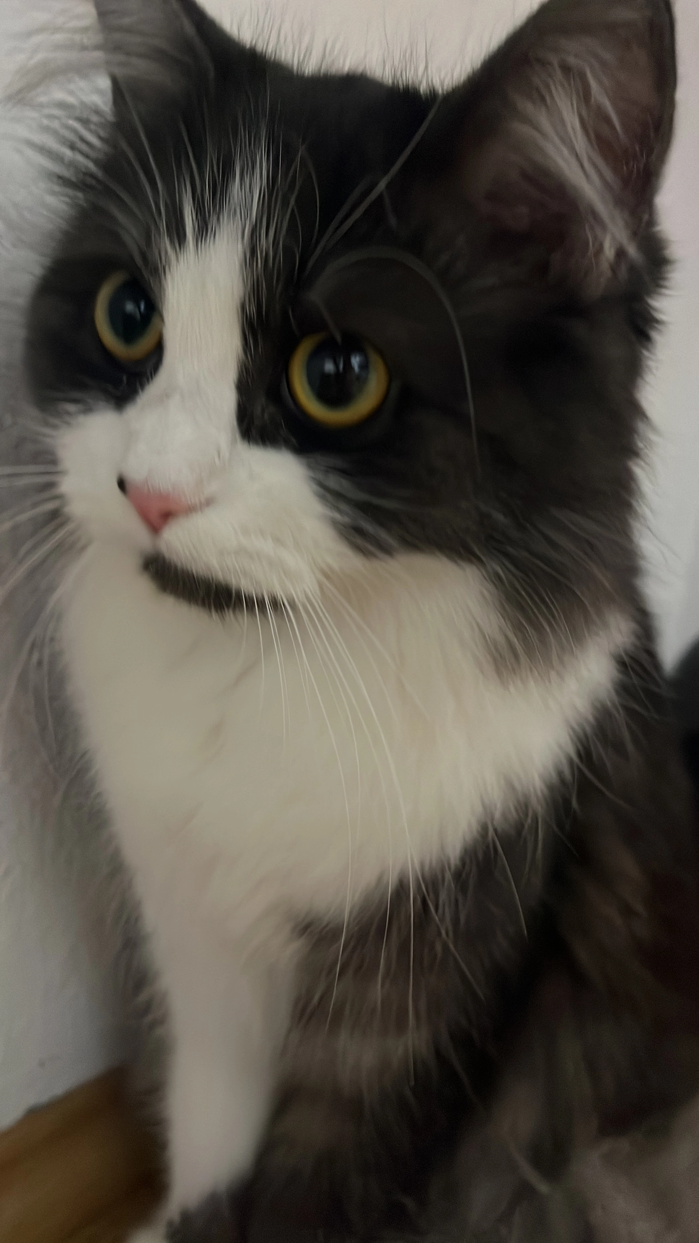 Inaya - Otto-Loewi-Straße, Wels