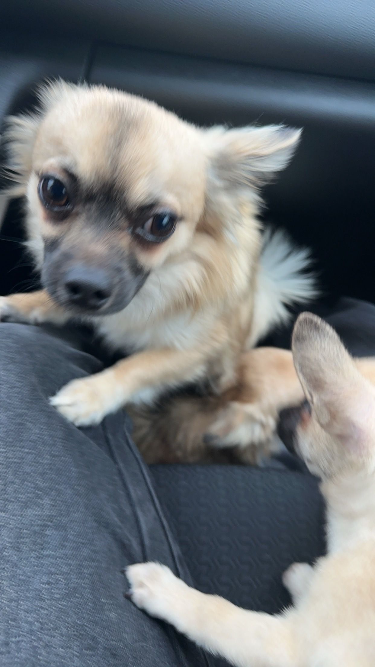 Loui - Pelmolenpad, Hoorn