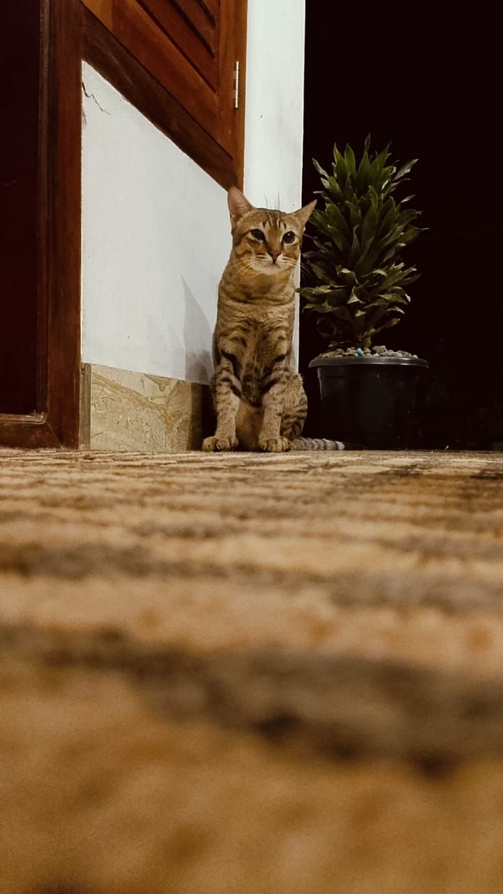 Kunju - Narikkuni - Madavoor - Koduvally Road, Thamarassery