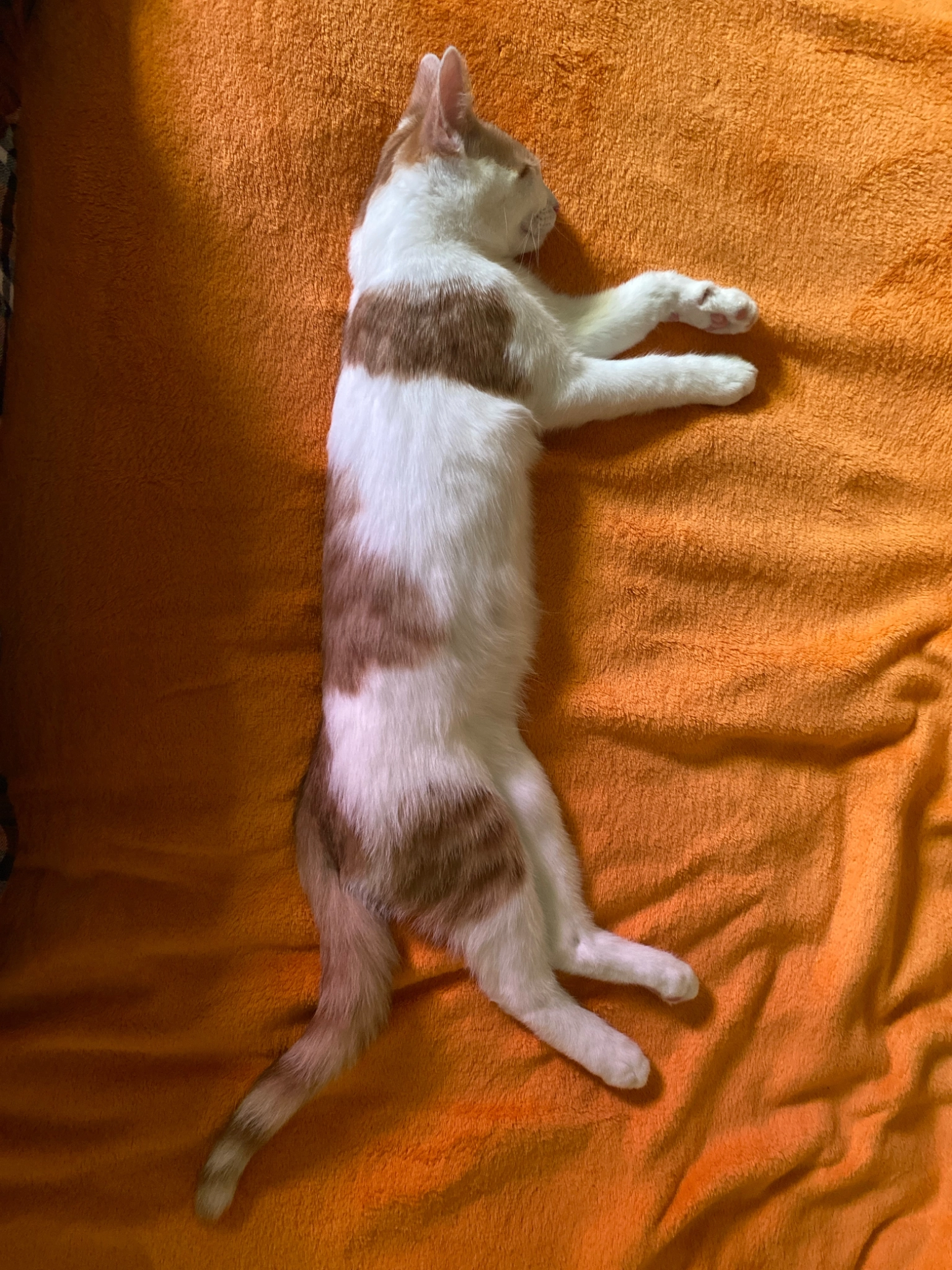 Pikachu - Rostovská, Praha