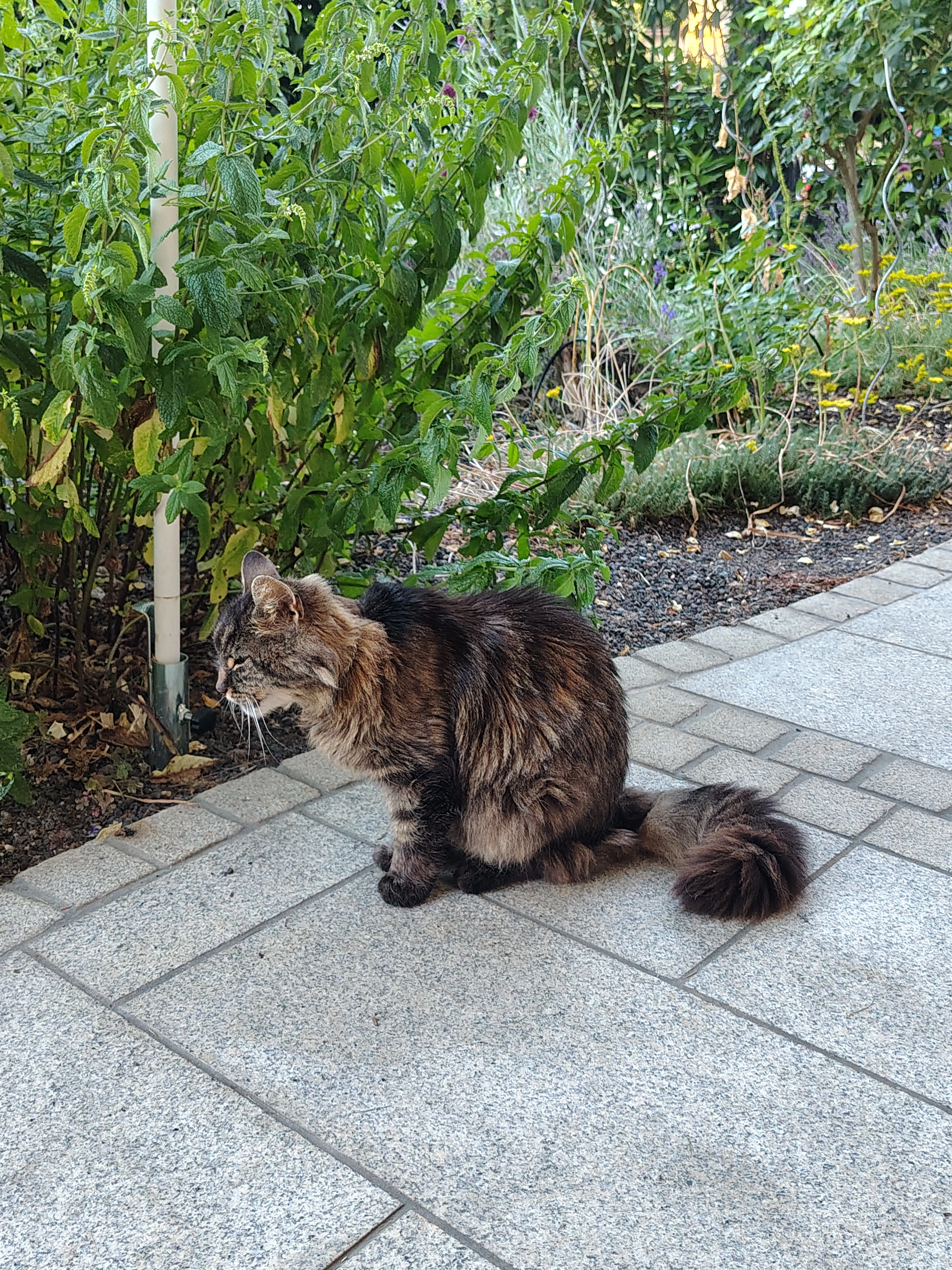 Fabiolina - Hansjakobweg, Radolfzell am Bodensee