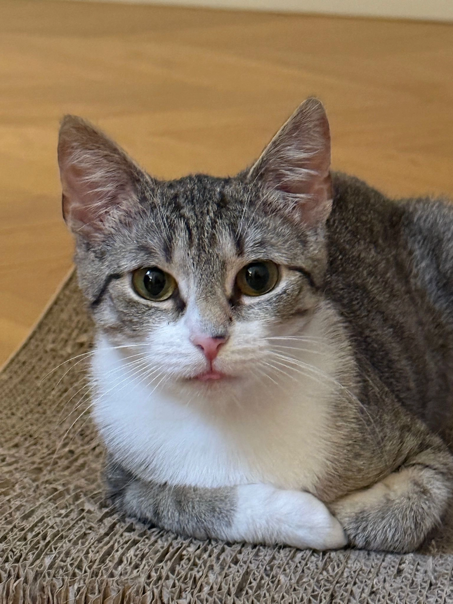 Shanice - Aleja Armii Ludowej, Warsaw