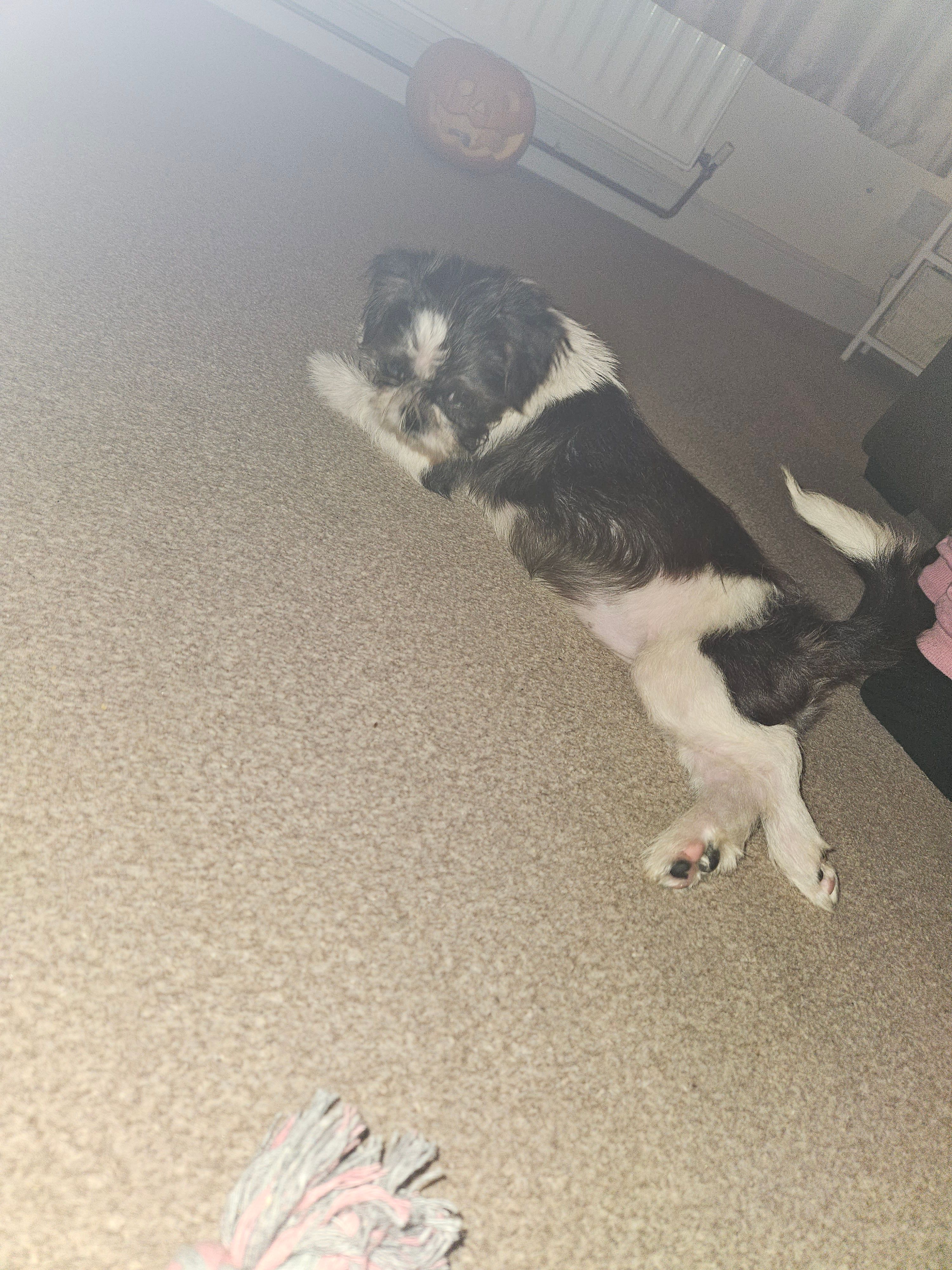 Anna - Danby Road, Middlesbrough