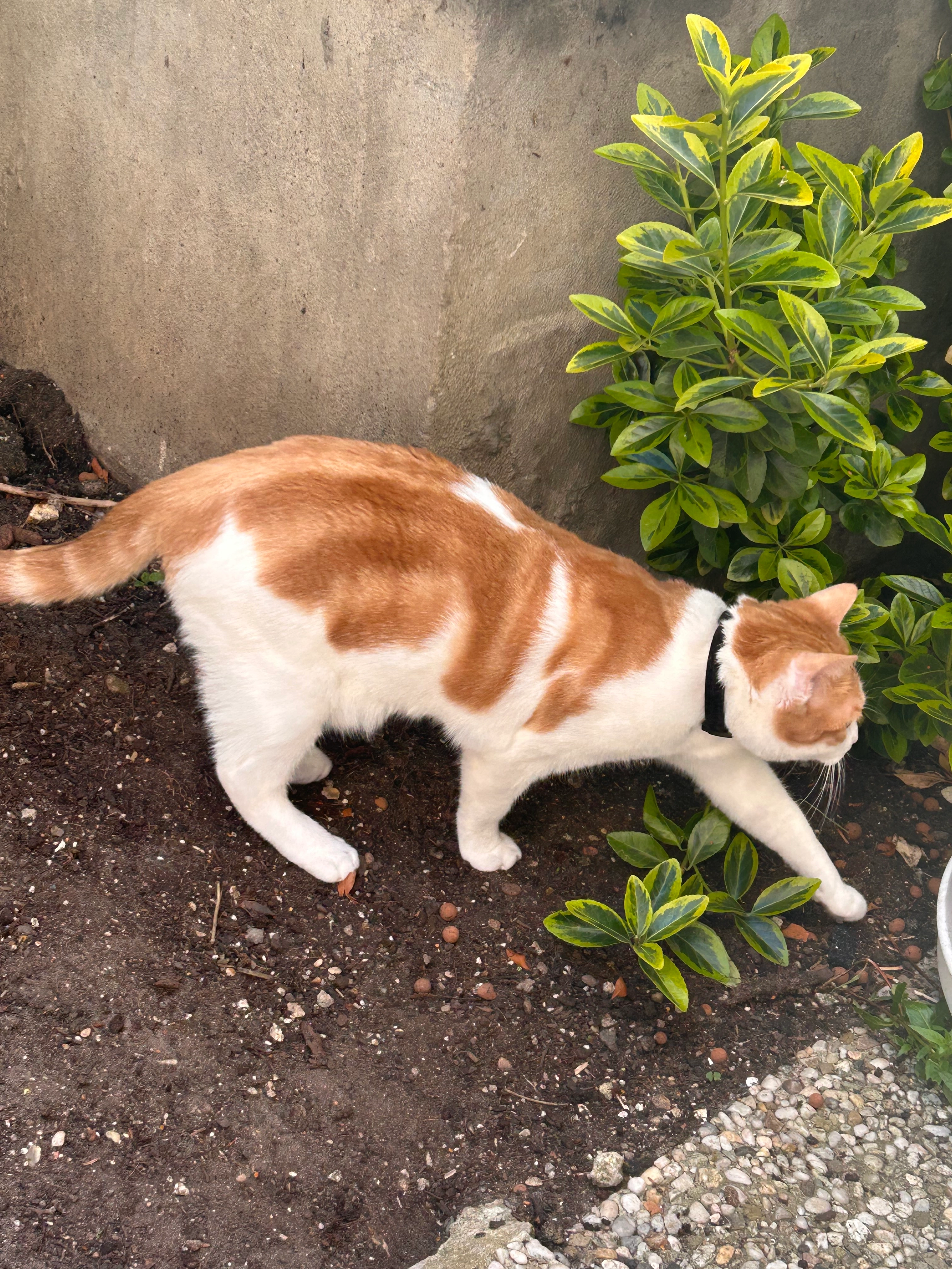 Rookie - 13 Rue Surcouf, Pordic