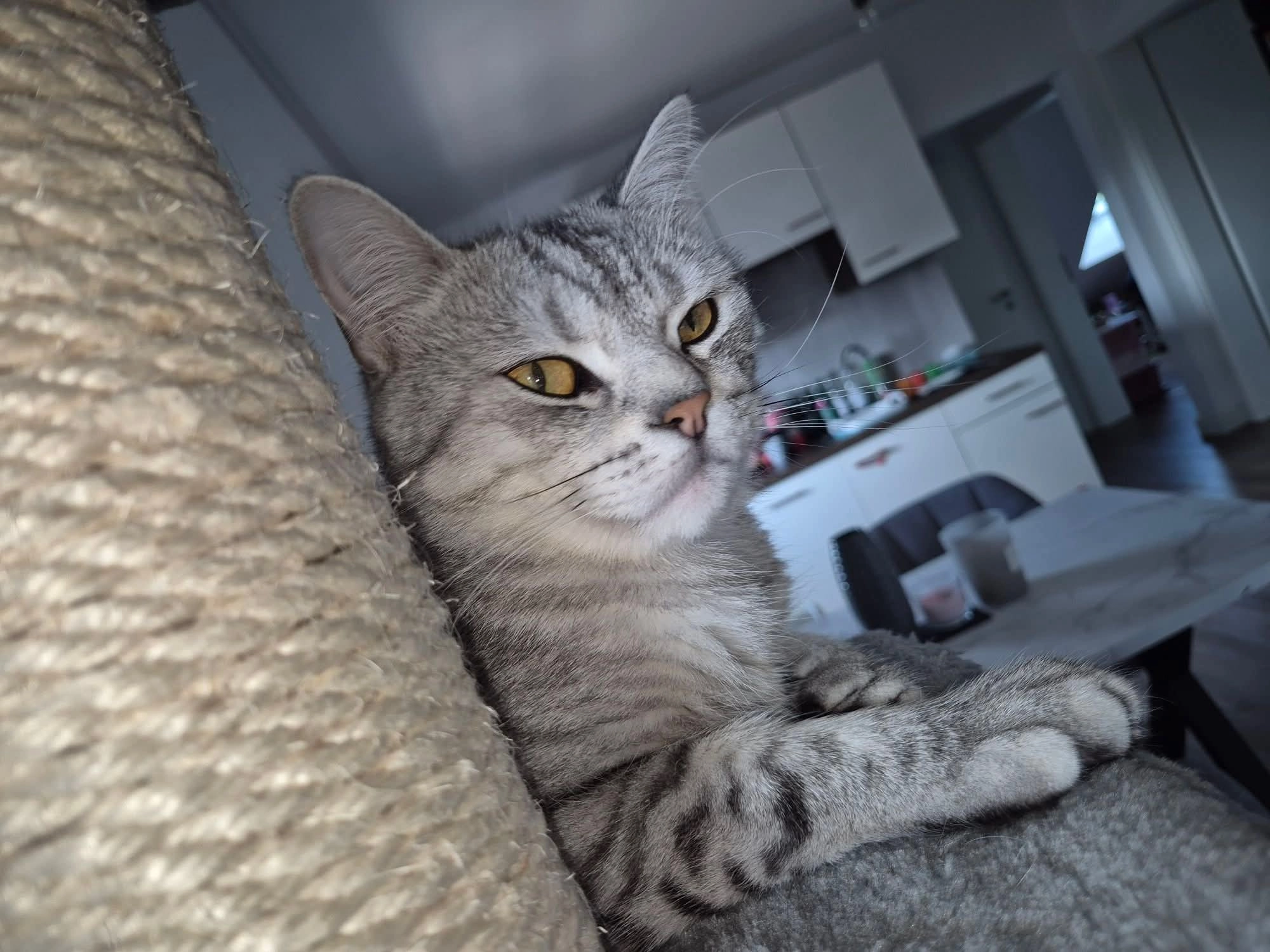 Nero - Wallenbach 4, Mücke