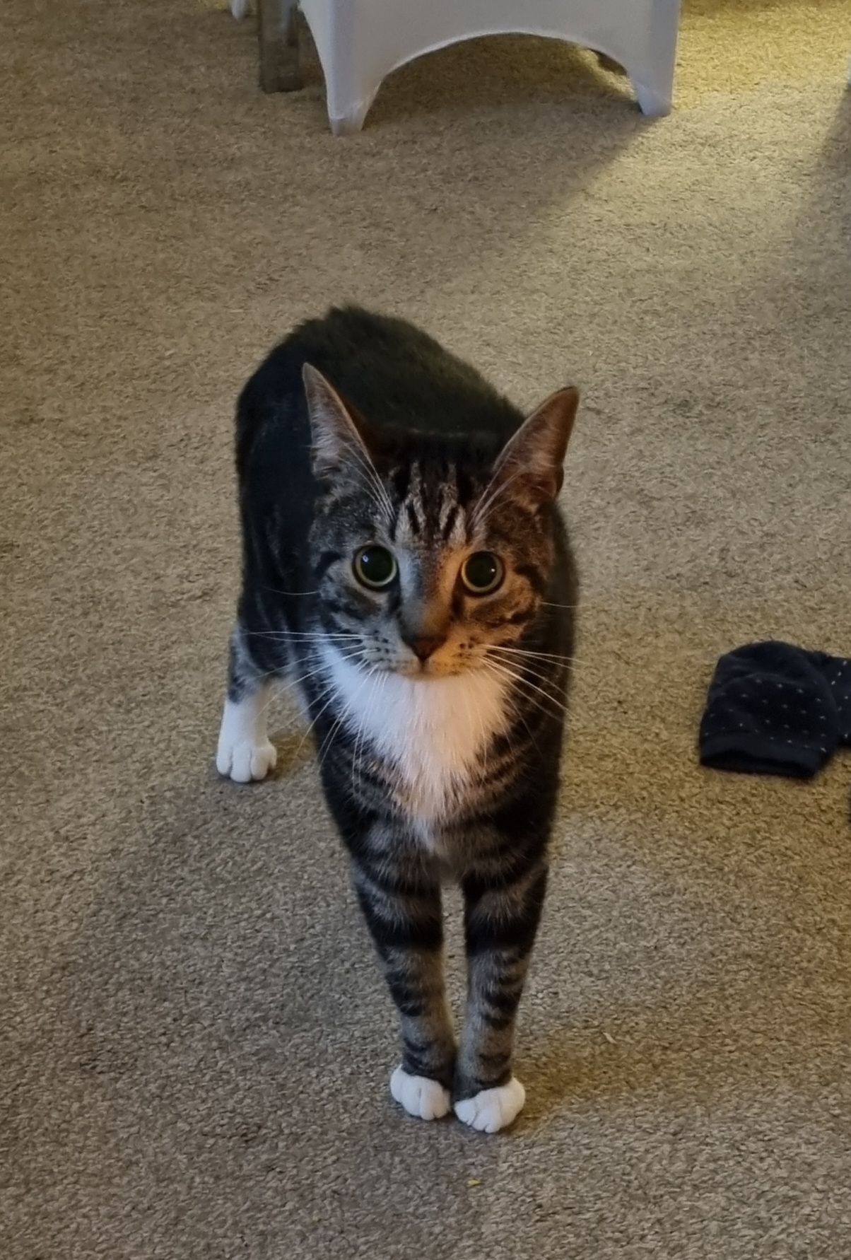 Oliie - Darnhall Drive, Perth