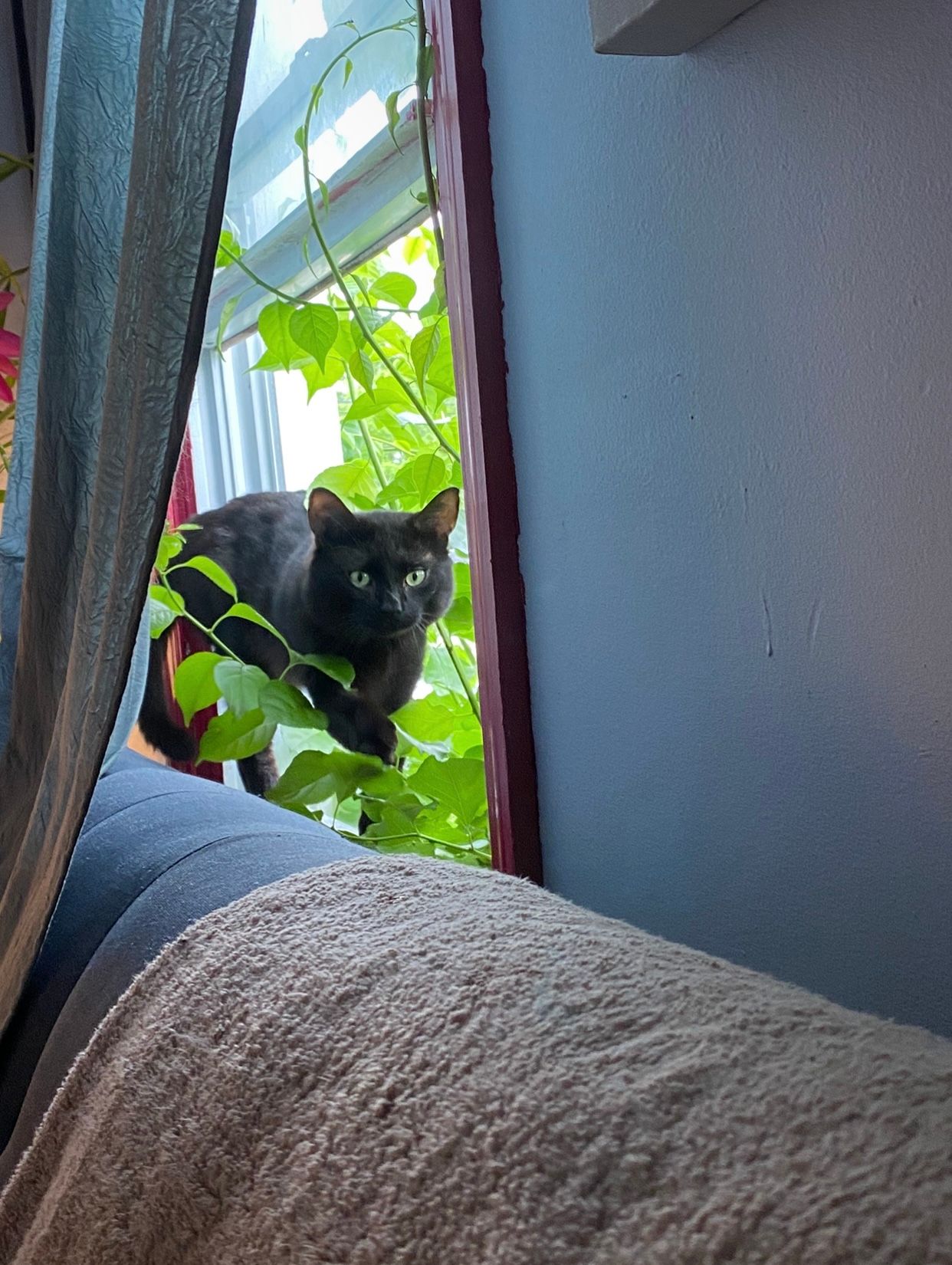 Panther nick name KITTER PITTER - Tó Utca, Hatvan