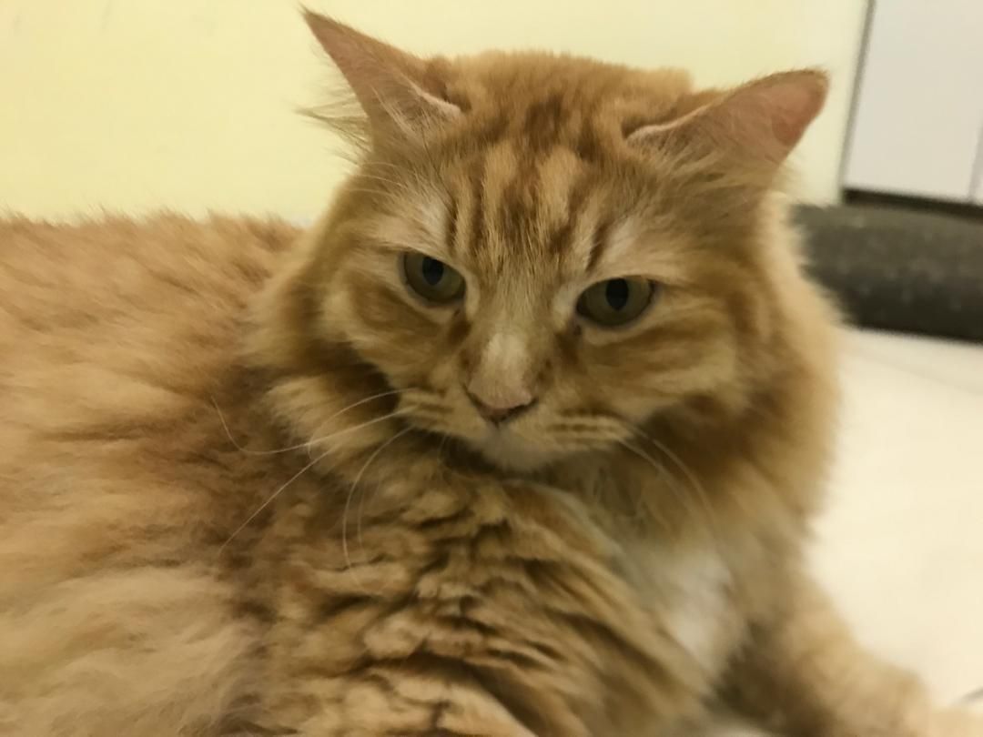 molol - 25150, Kuantan